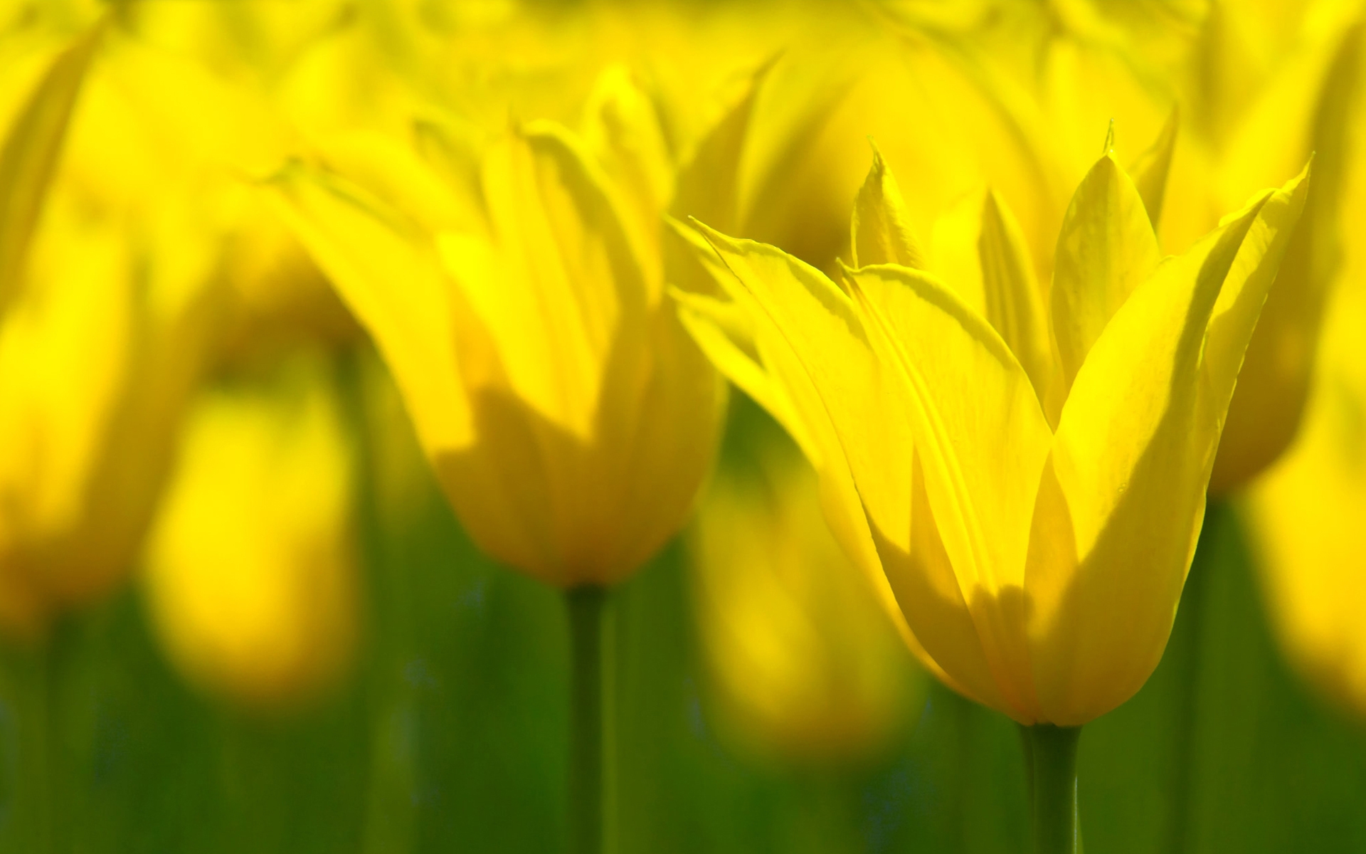 Téléchargez gratuitement l'image Fleurs, Fleur, Tulipe, Fleur Jaune, Terre/nature sur le bureau de votre PC