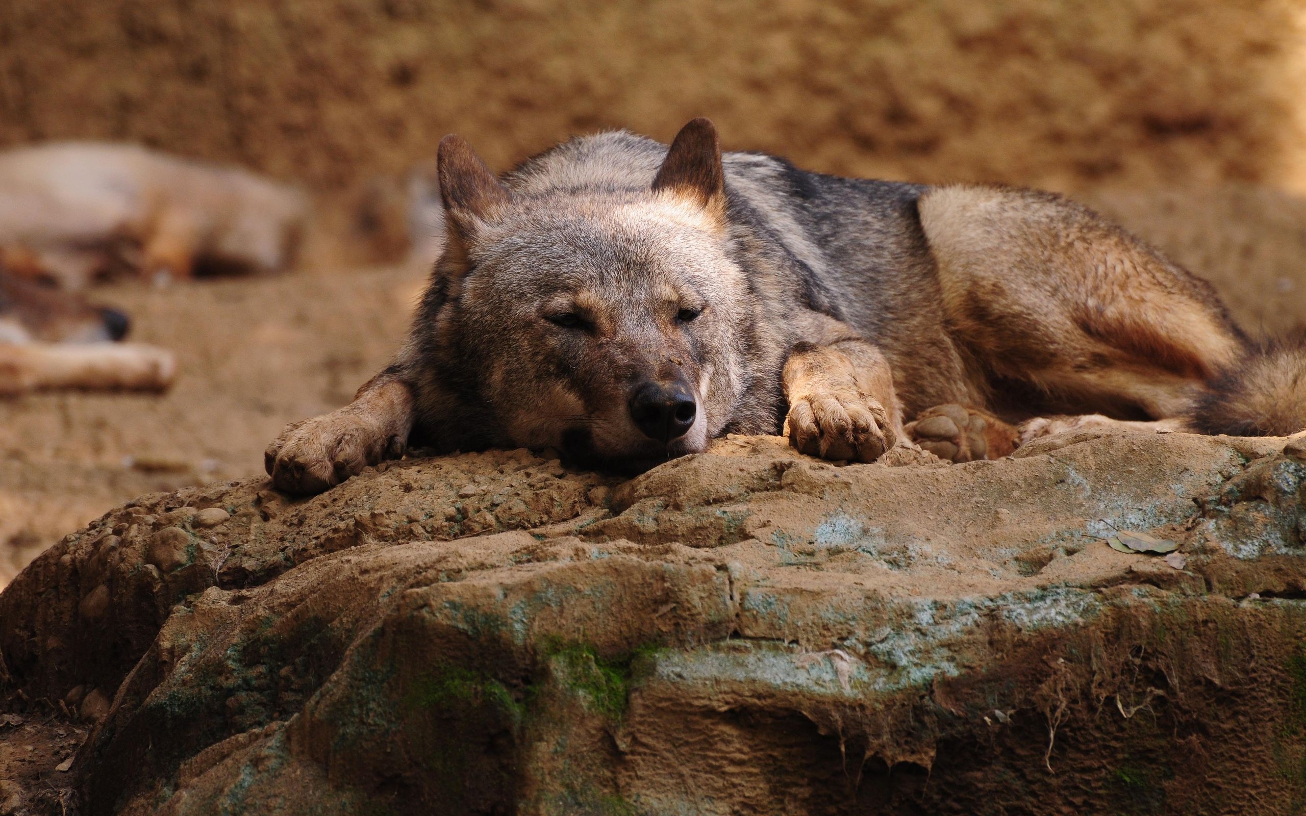 Download mobile wallpaper Wolf, Animal, Bokeh, Sleeping, Wolves for free.