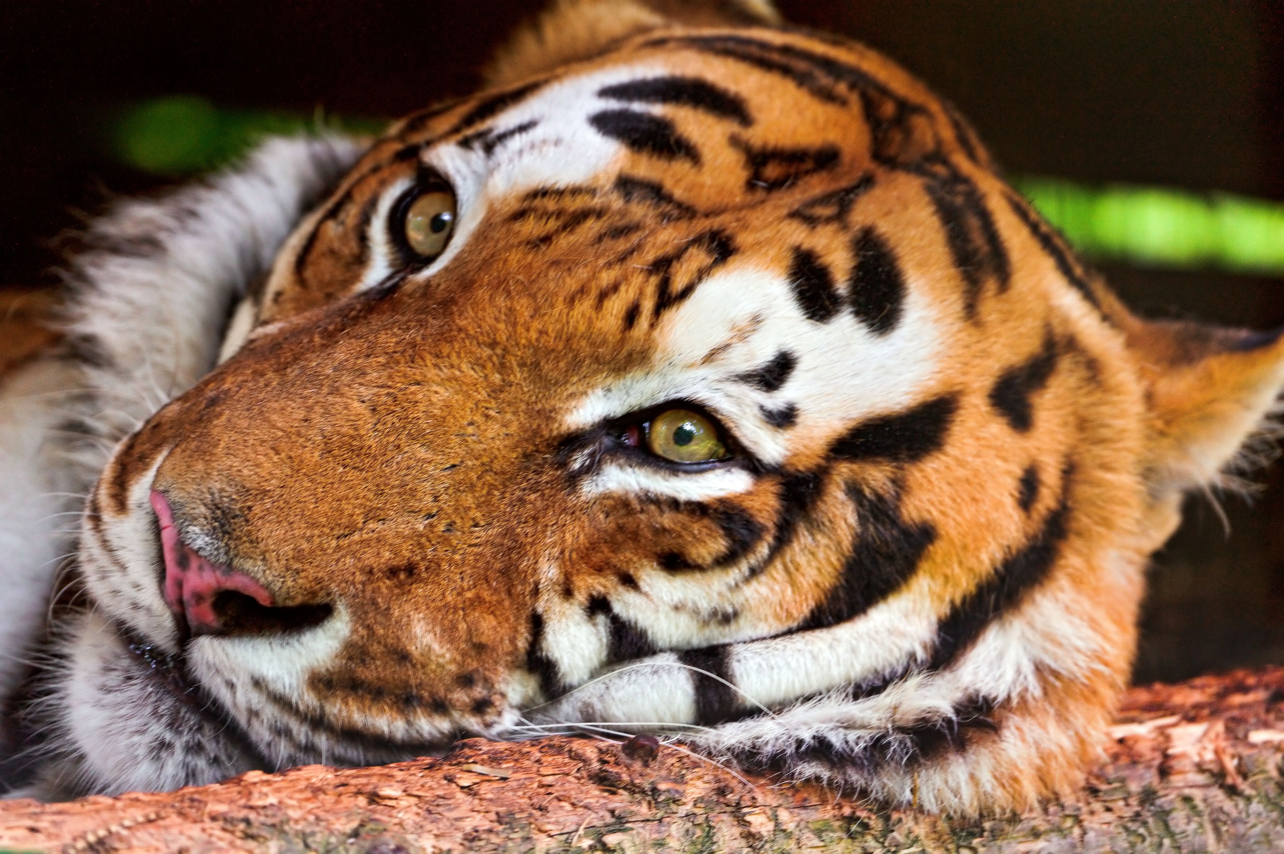 Descarga gratuita de fondo de pantalla para móvil de Gato Grande, Tigre, Bozal, Depredador, Animales.