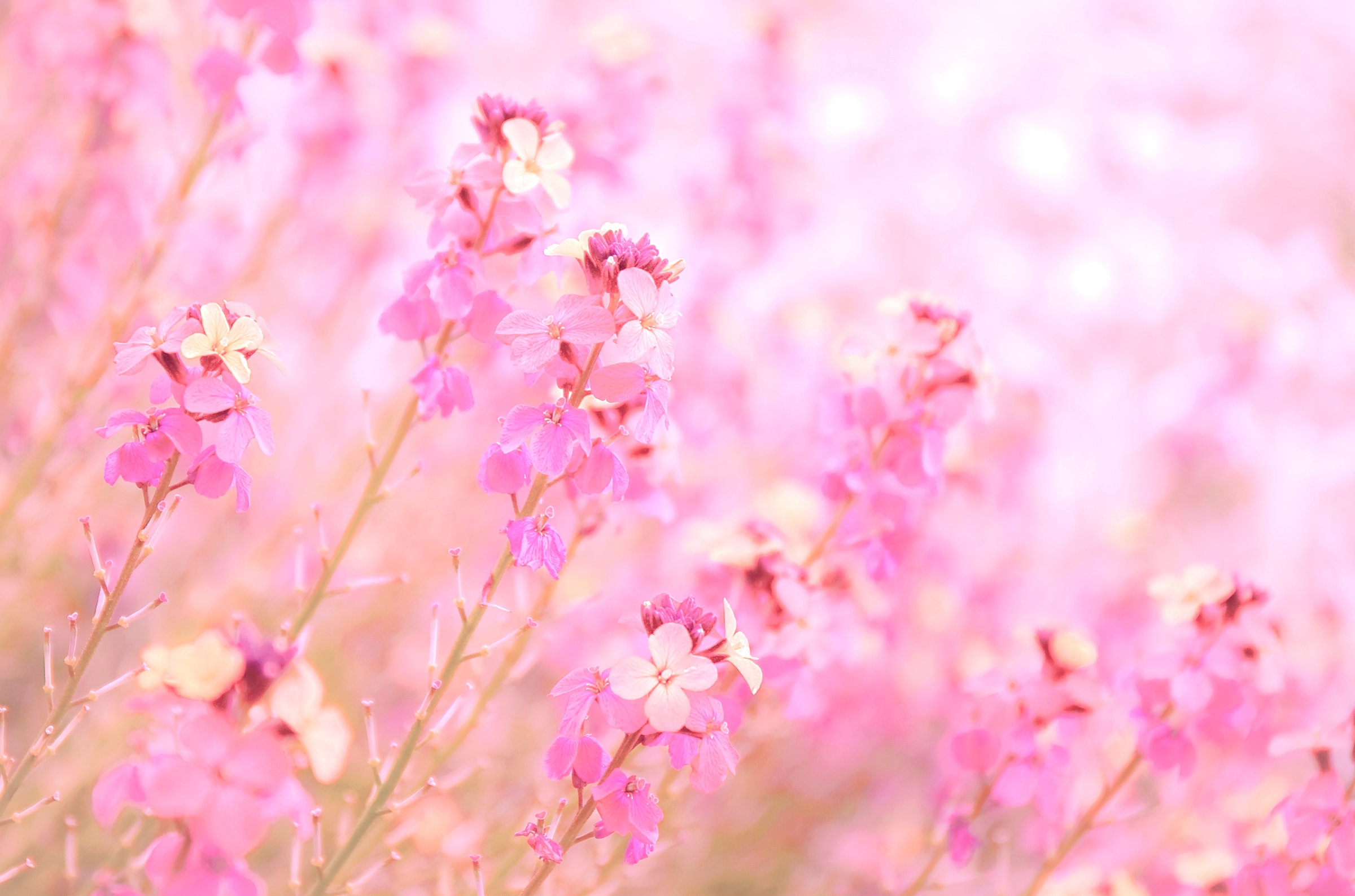 無料モバイル壁紙自然, フラワーズ, 花, 地球, ボケ, ピンクの花をダウンロードします。