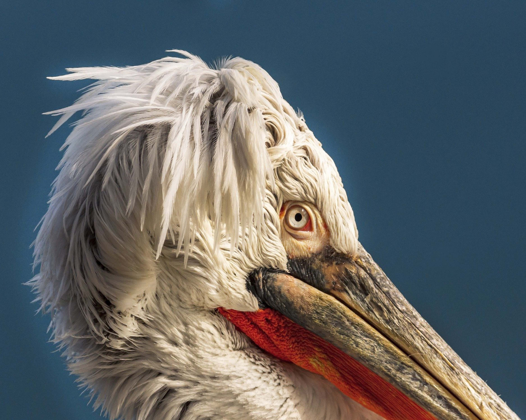 Download mobile wallpaper Birds, Bird, Animal, Pelican for free.