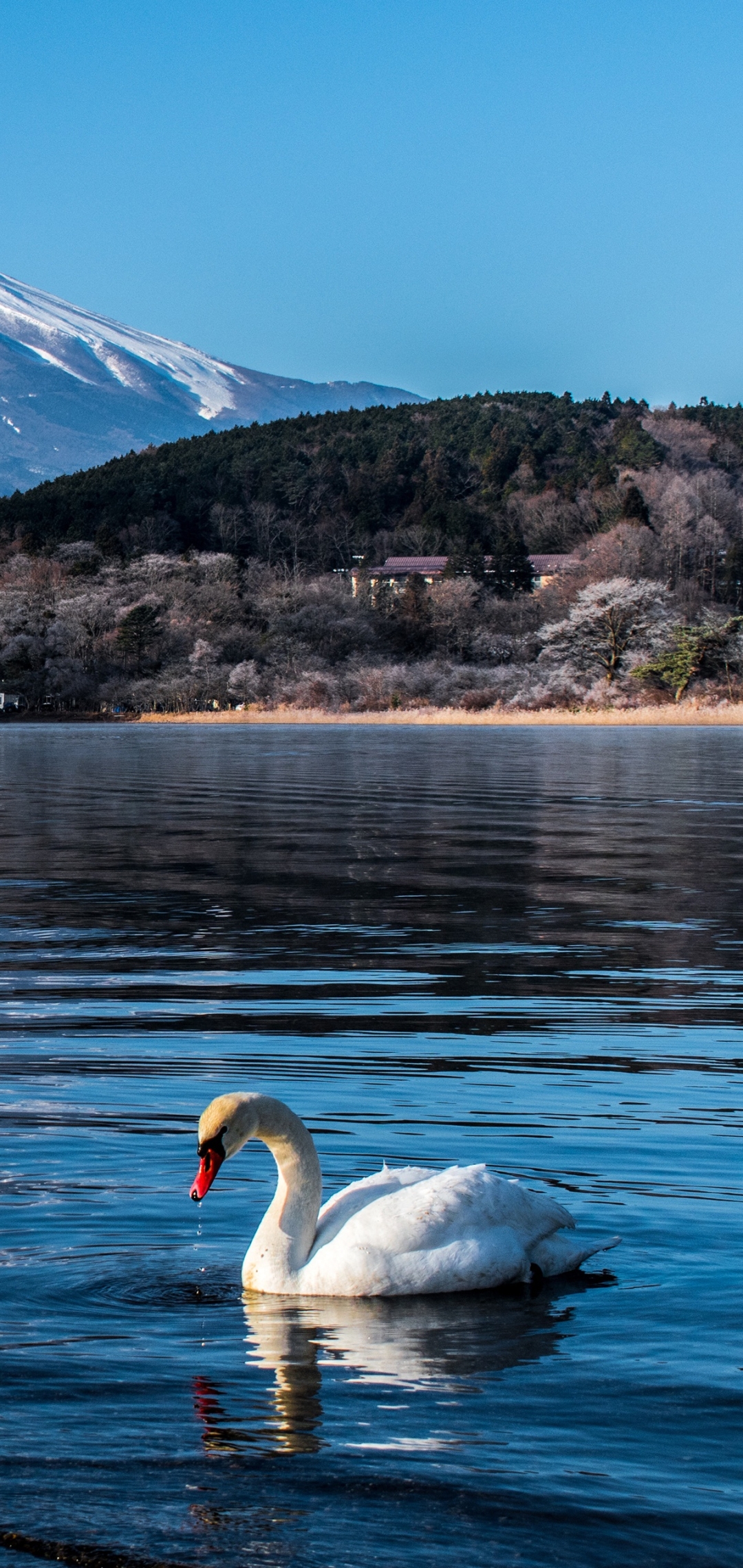 Handy-Wallpaper Tiere, Vögel, Ente, Höckerschwan kostenlos herunterladen.