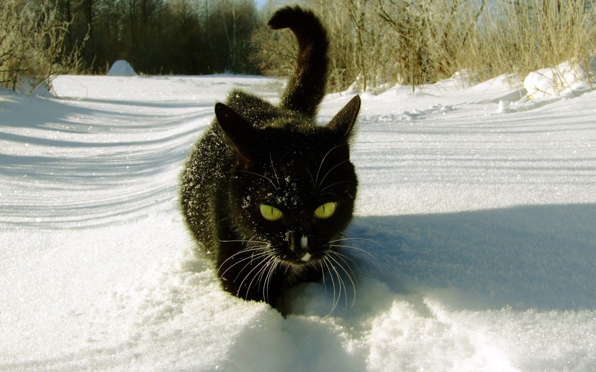 Baixe gratuitamente a imagem Animais, Gato na área de trabalho do seu PC