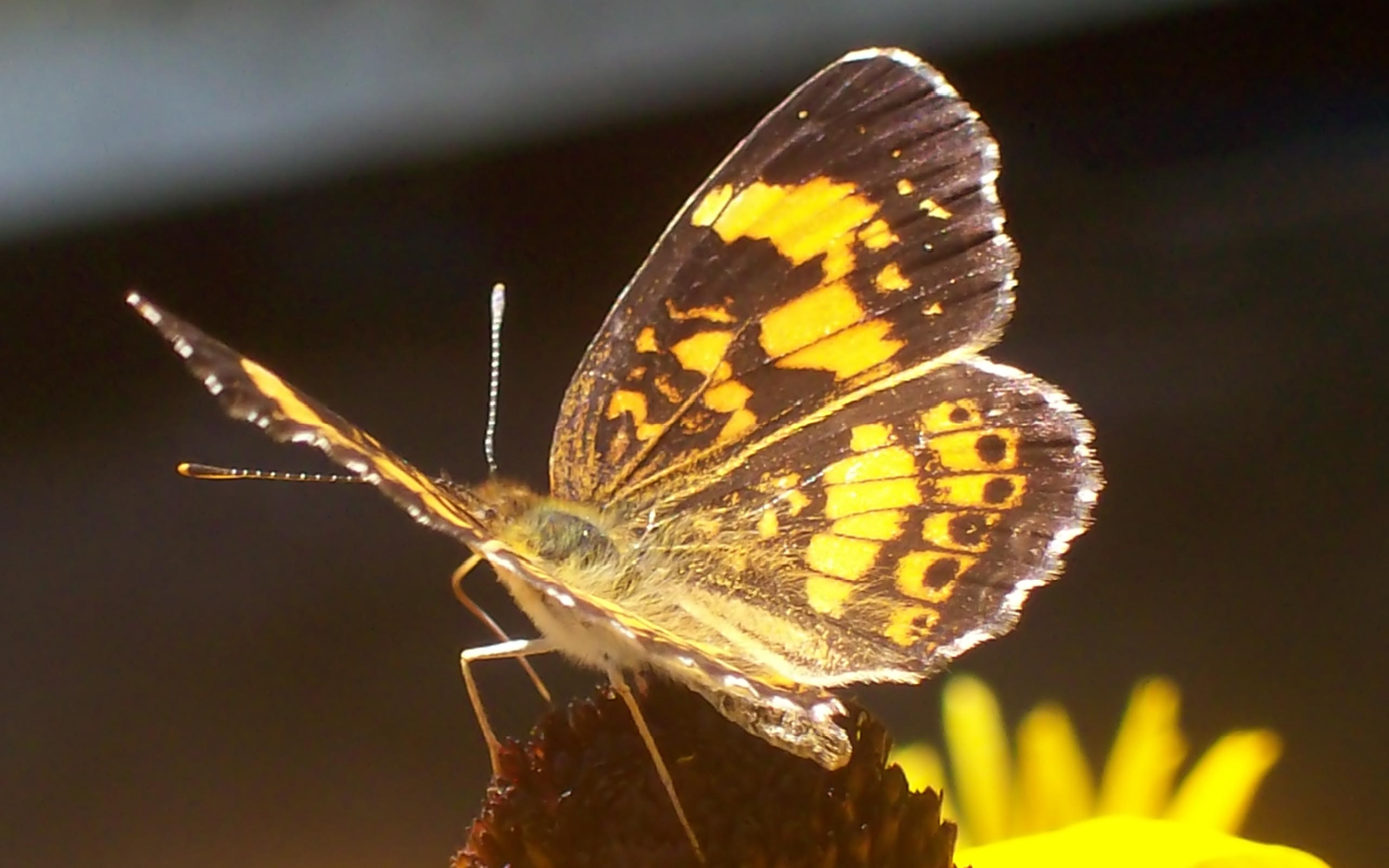 Téléchargez gratuitement l'image Papillon, Animaux sur le bureau de votre PC