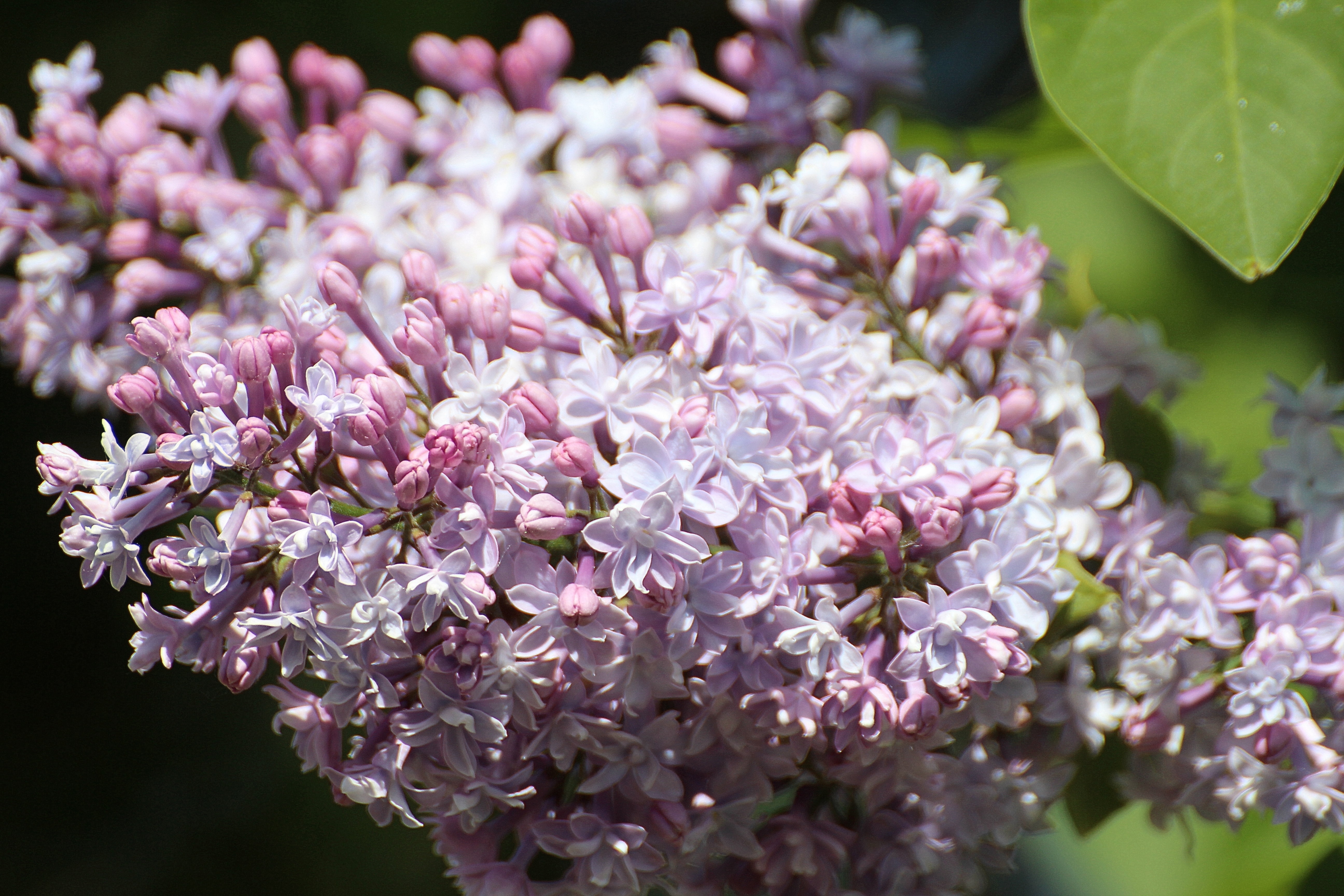 Laden Sie das Lilac, Ast, Zweig, Blumen-Bild kostenlos auf Ihren PC-Desktop herunter