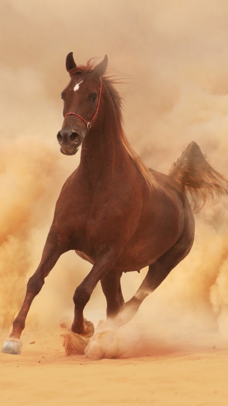 1260539 baixar papel de parede animais, cavalo, pó, sujeira, corrida - protetores de tela e imagens gratuitamente