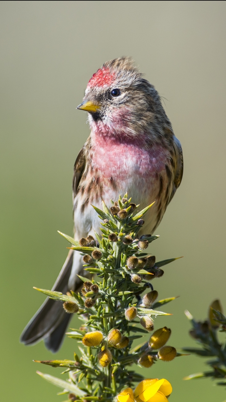 Téléchargez des papiers peints mobile Animaux, Oiseau, Des Oiseaux gratuitement.