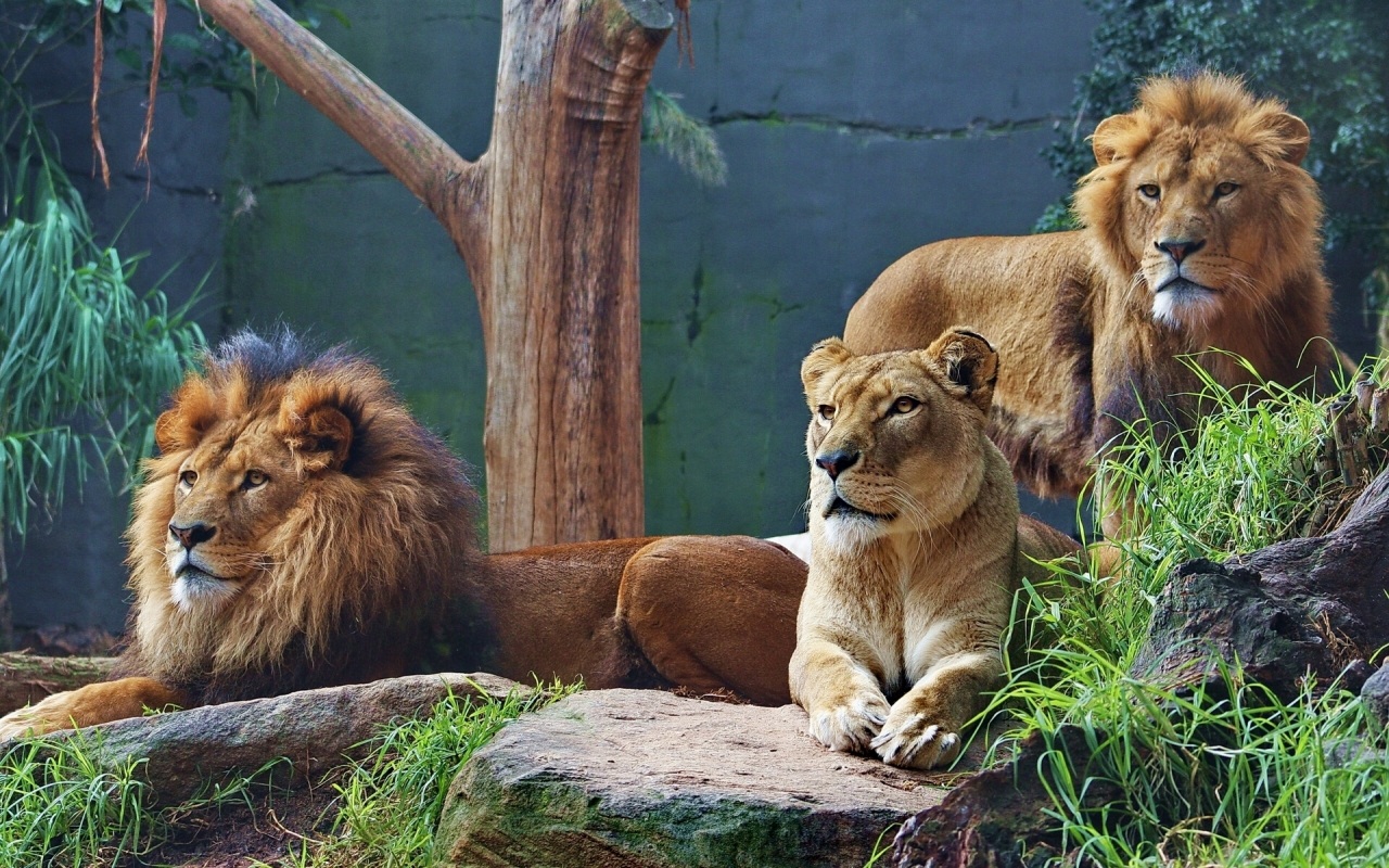 Téléchargez gratuitement l'image Animaux, Lion sur le bureau de votre PC