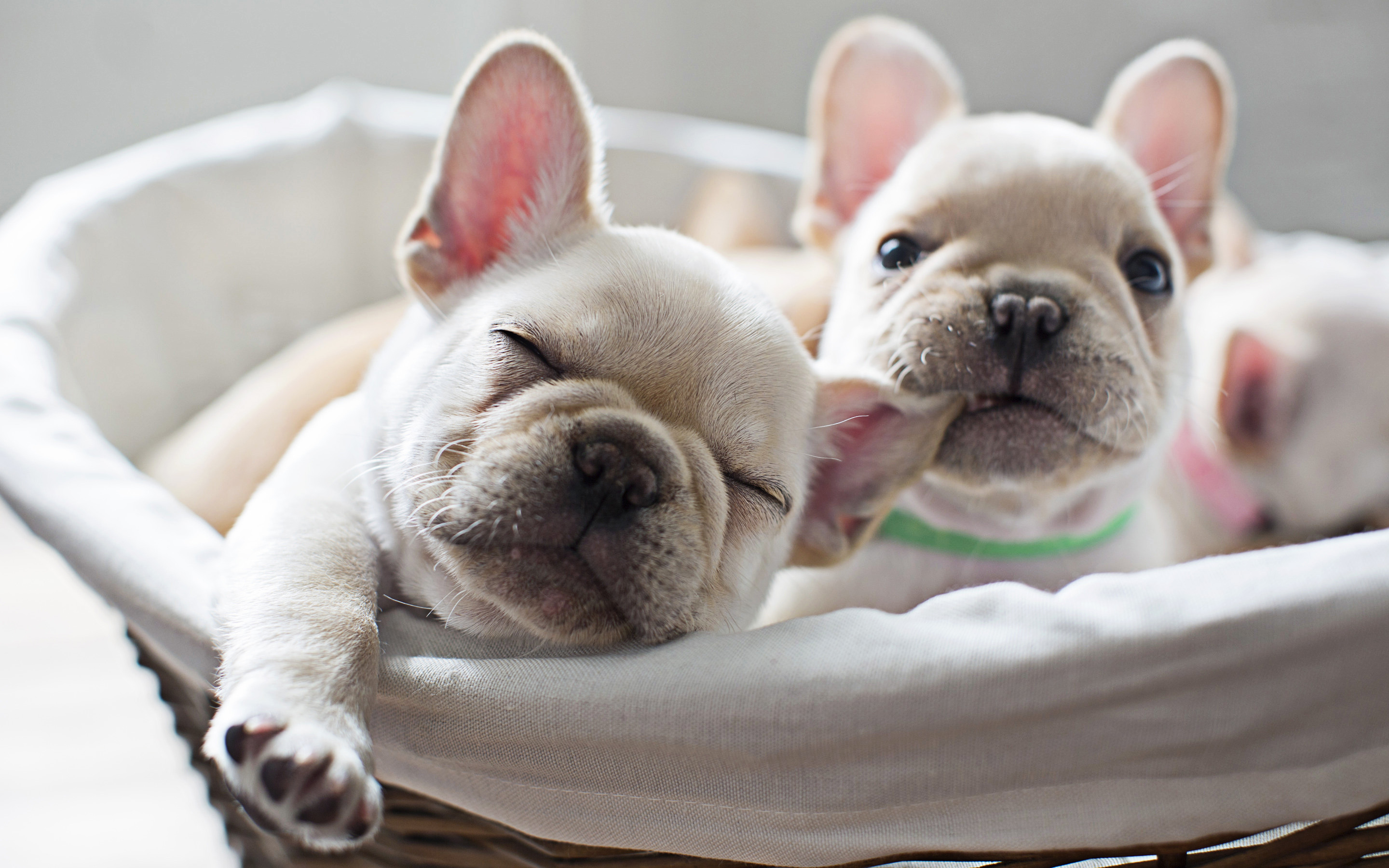 Download mobile wallpaper Dogs, Dog, Animal, Puppy, French Bulldog, Baby Animal for free.