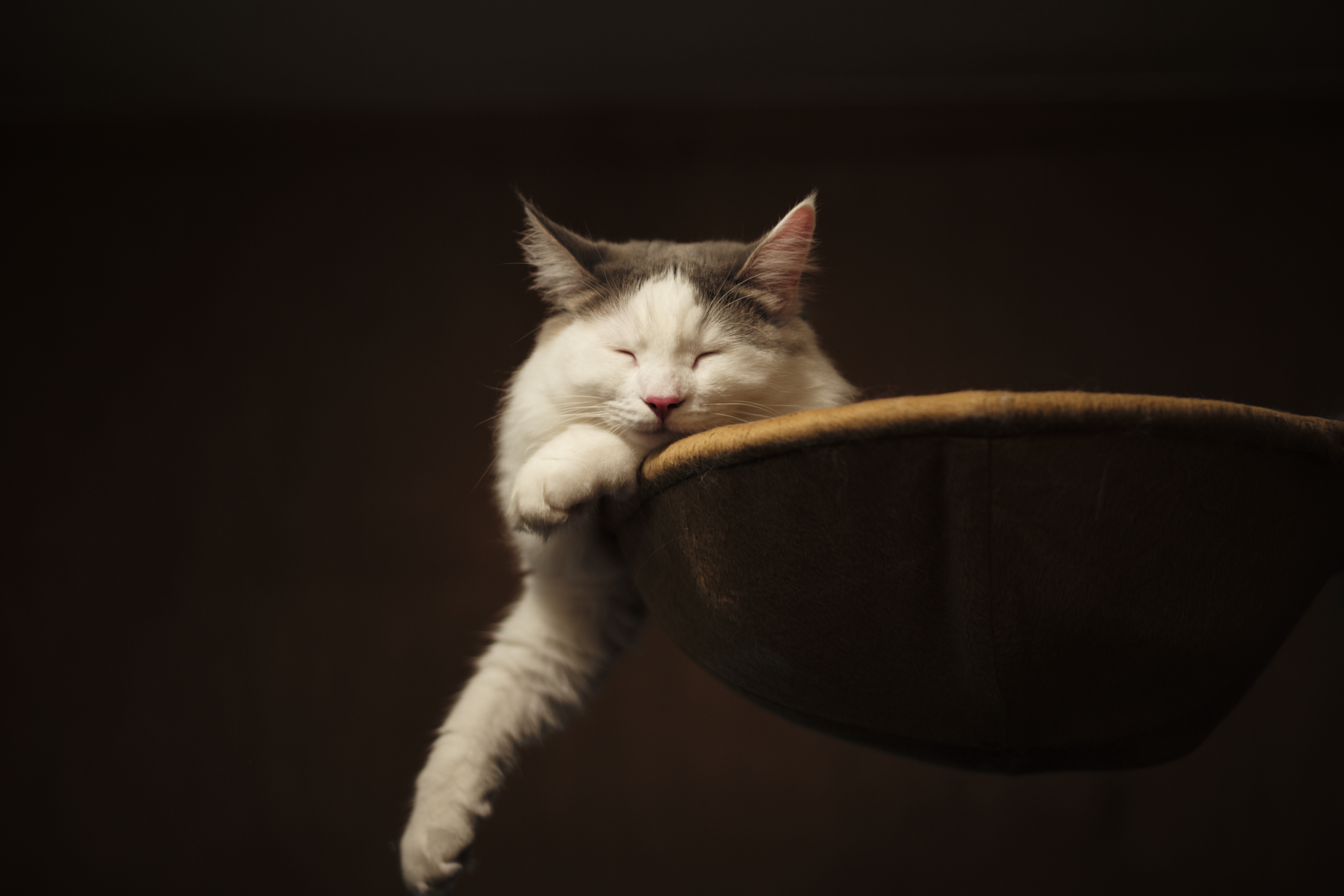 Скачати мобільні шпалери Кішка, Тварина, Коти, Спить безкоштовно.