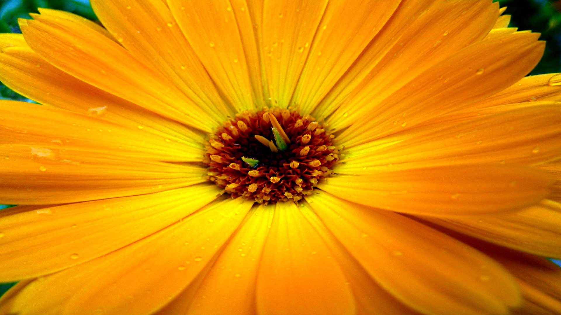 Handy-Wallpaper Blumen, Blume, Erde/natur kostenlos herunterladen.