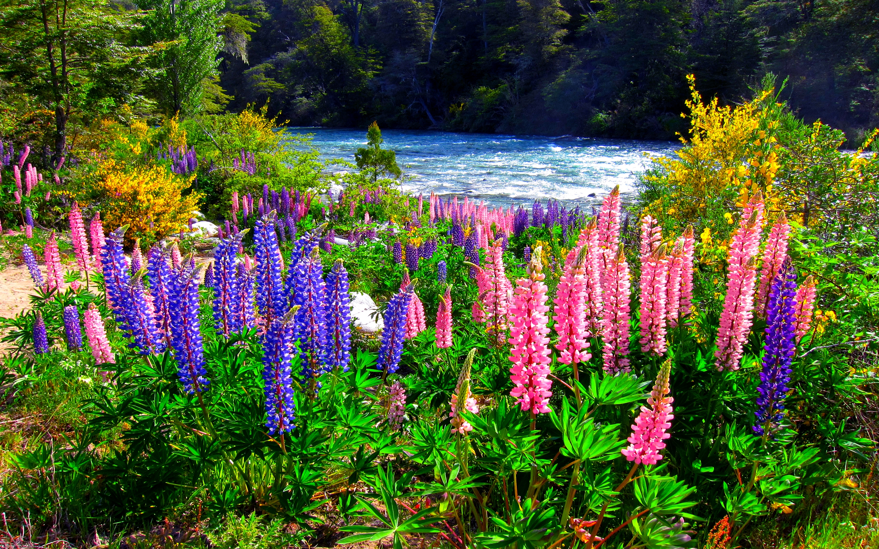 Скачать обои бесплатно Река, Цветок, Поле, Люпин, Фиолетовый Цветок, Земля/природа, Розовый Цветок картинка на рабочий стол ПК