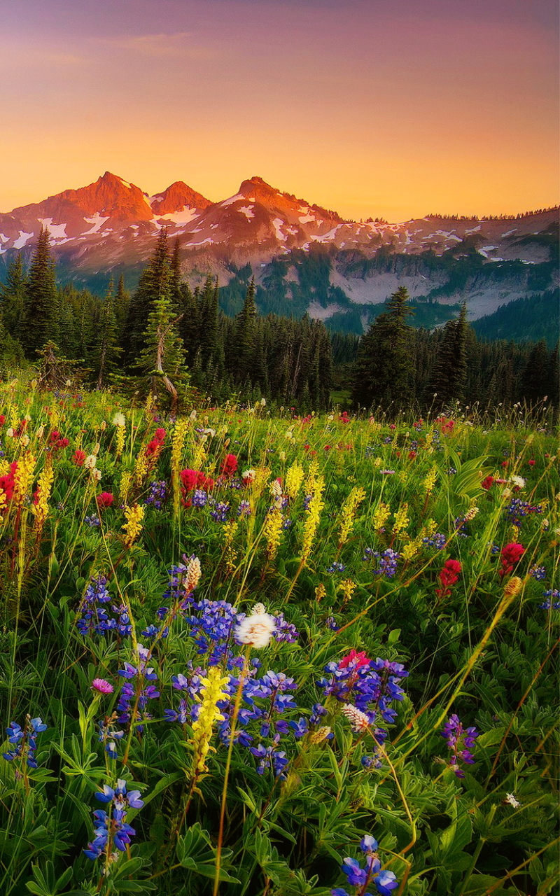 Download mobile wallpaper Landscape, Mountain, Flower, Earth, Meadow, Mount Rainier for free.