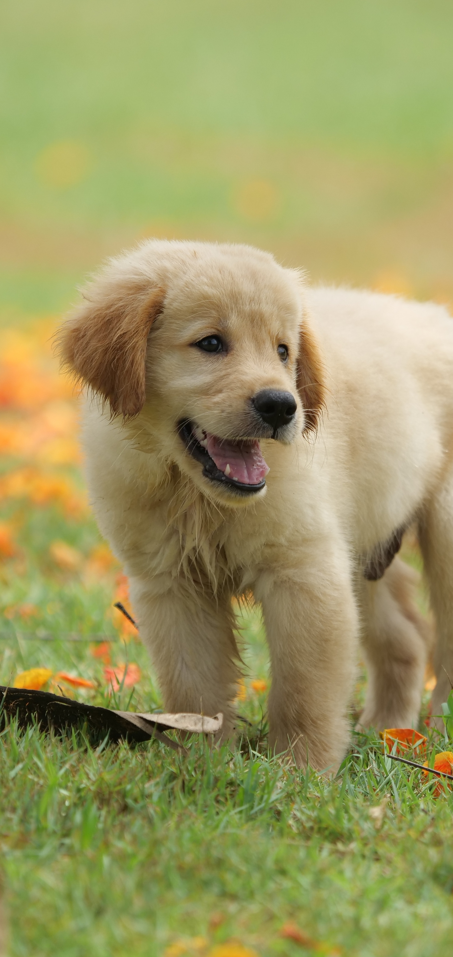 Download mobile wallpaper Dogs, Dog, Animal, Puppy, Golden Retriever, Baby Animal for free.