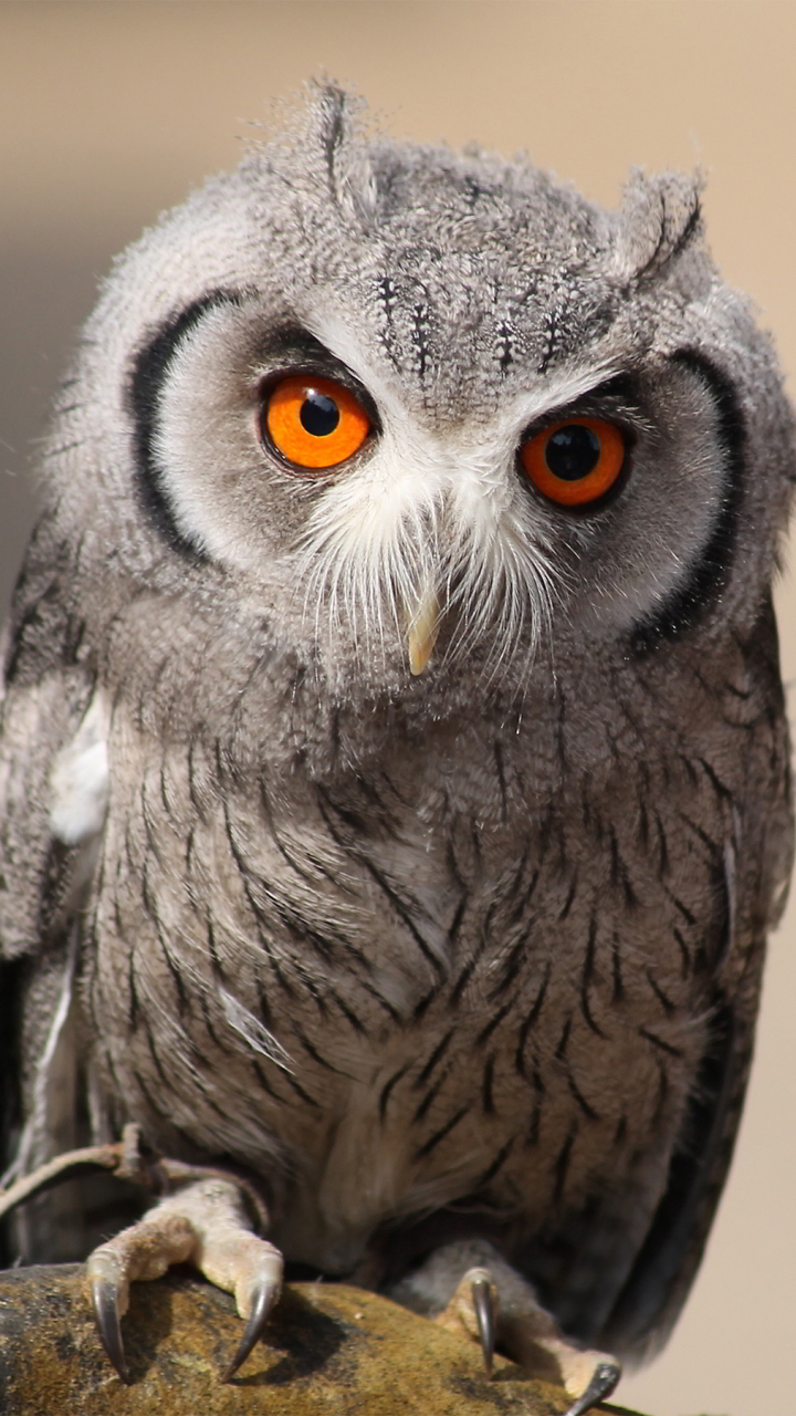 Download mobile wallpaper Birds, Owl, Animal for free.