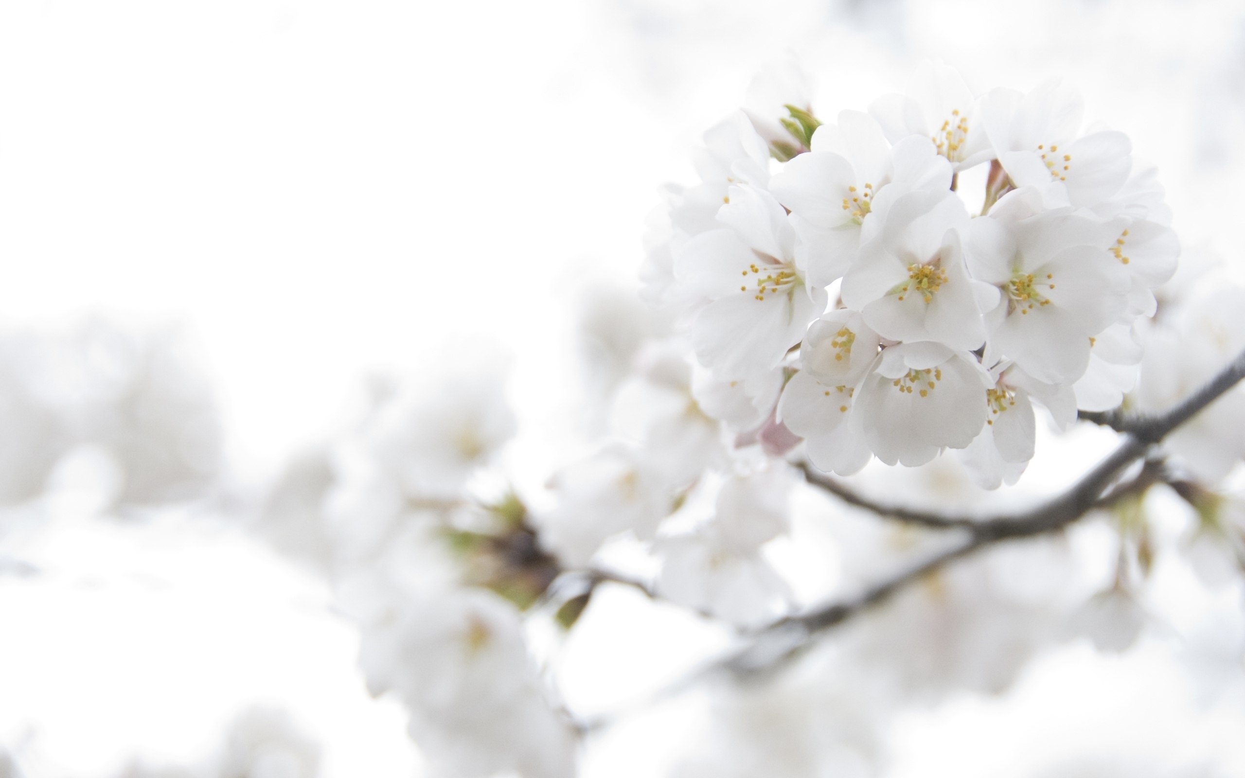 Free download wallpaper Plants, Flowers, Trees, Cherry on your PC desktop