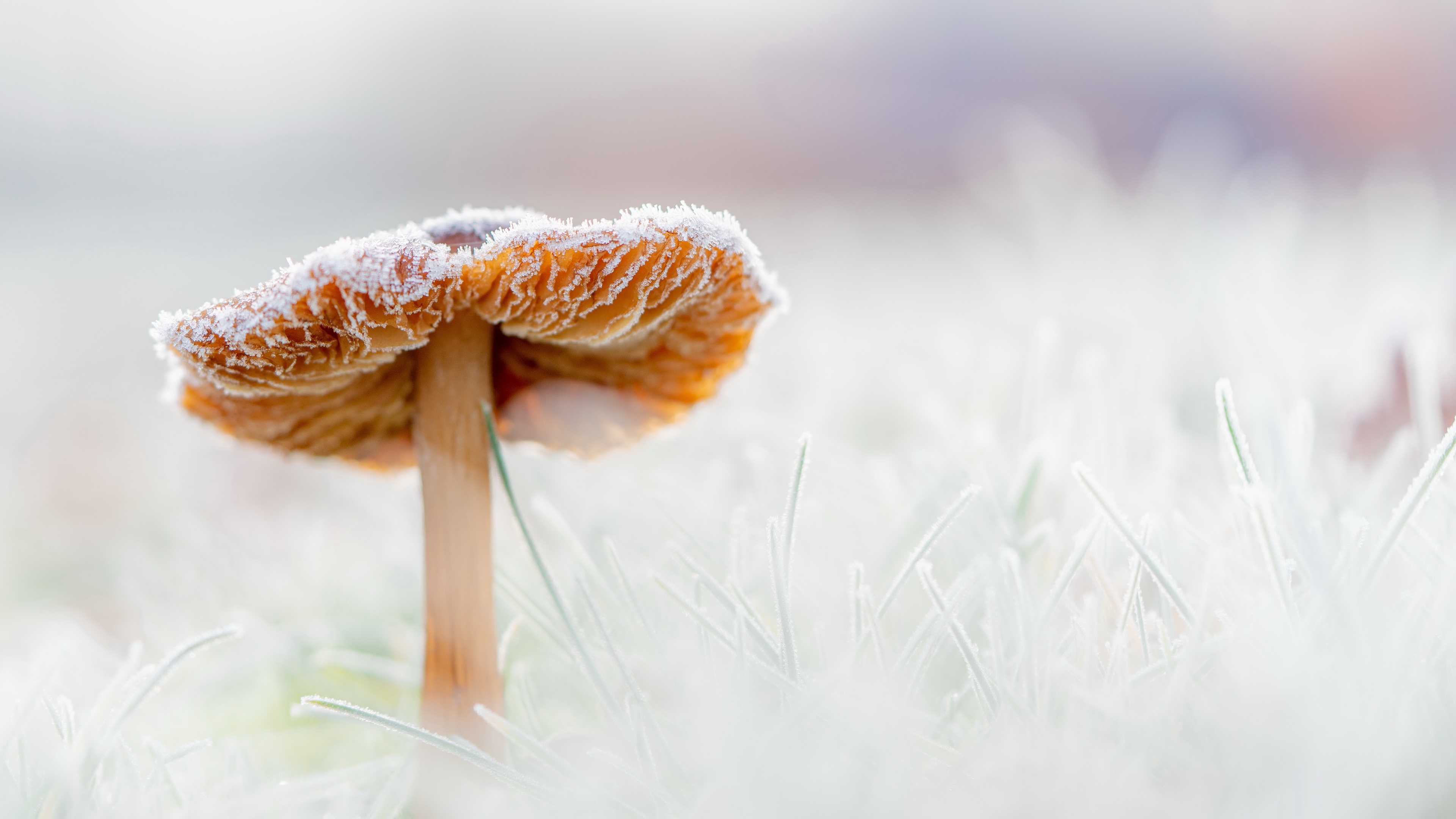 Free download wallpaper Nature, Macro, Earth, Mushroom on your PC desktop