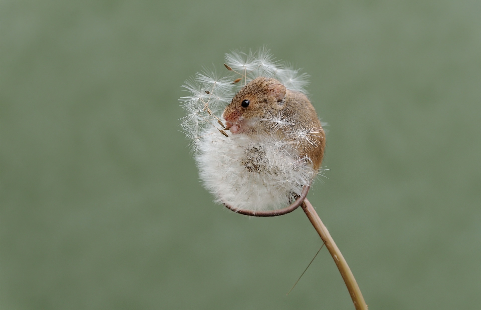 Download mobile wallpaper Close Up, Animal, Mouse, Rodent, Dandelion for free.