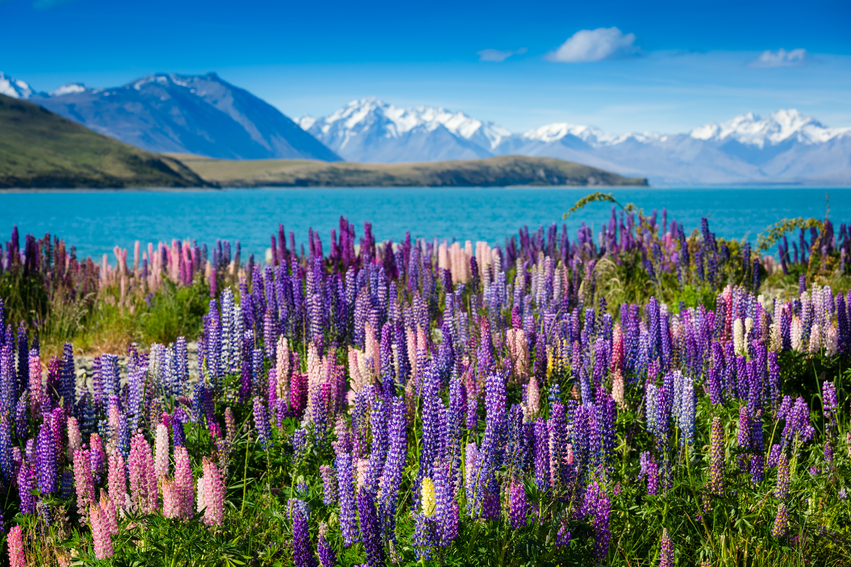 Download mobile wallpaper Lake, Flower, Earth, Lupine for free.