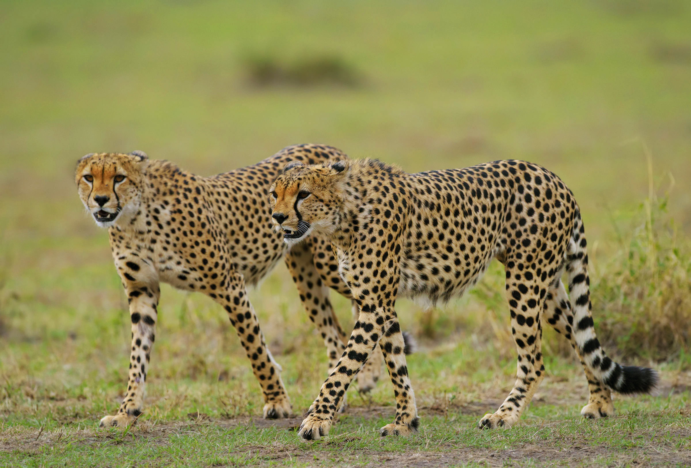 Téléchargez gratuitement l'image Animaux, Chats, Guépard sur le bureau de votre PC