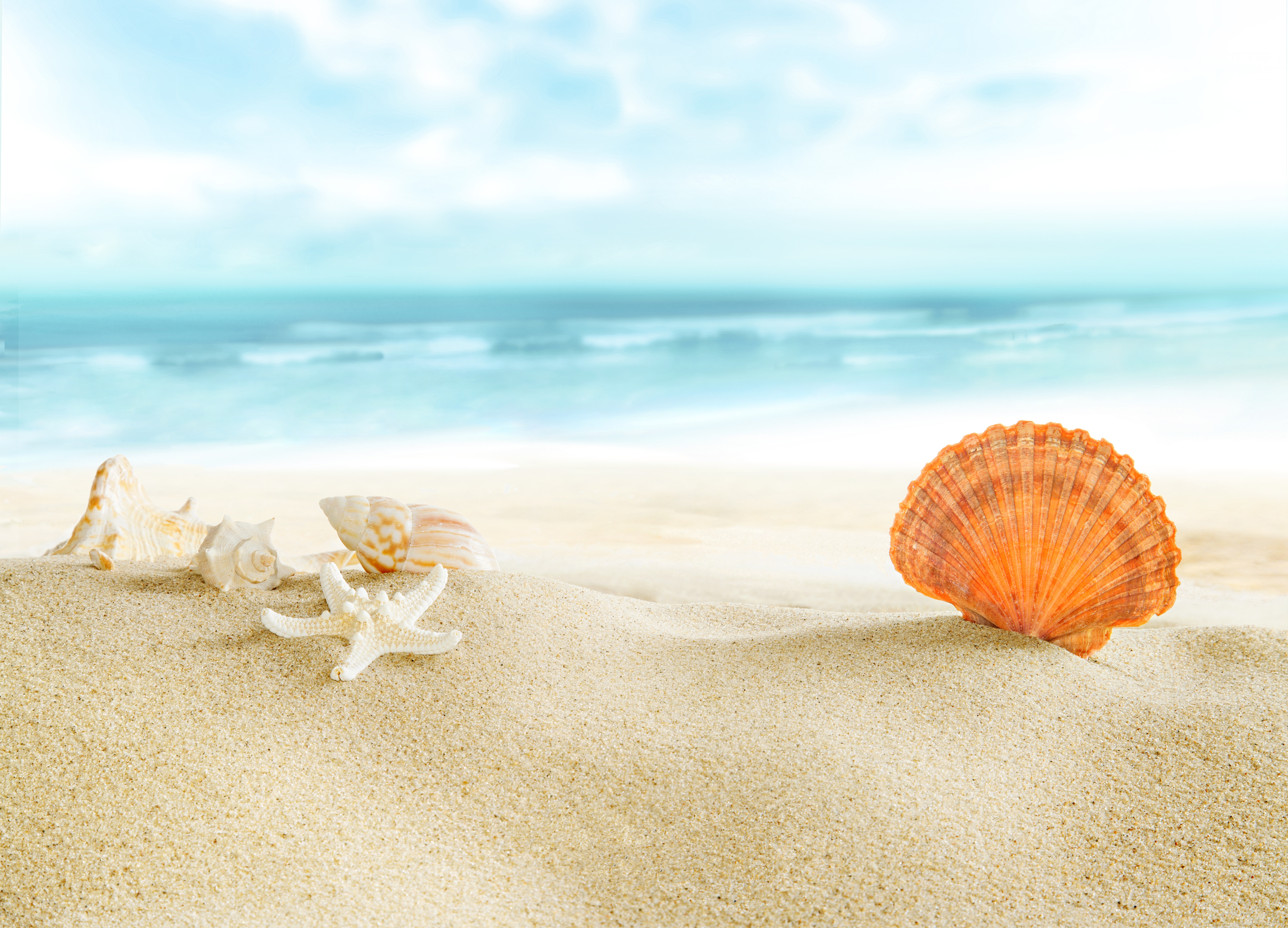 Free download wallpaper Sand, Earth, Shell on your PC desktop