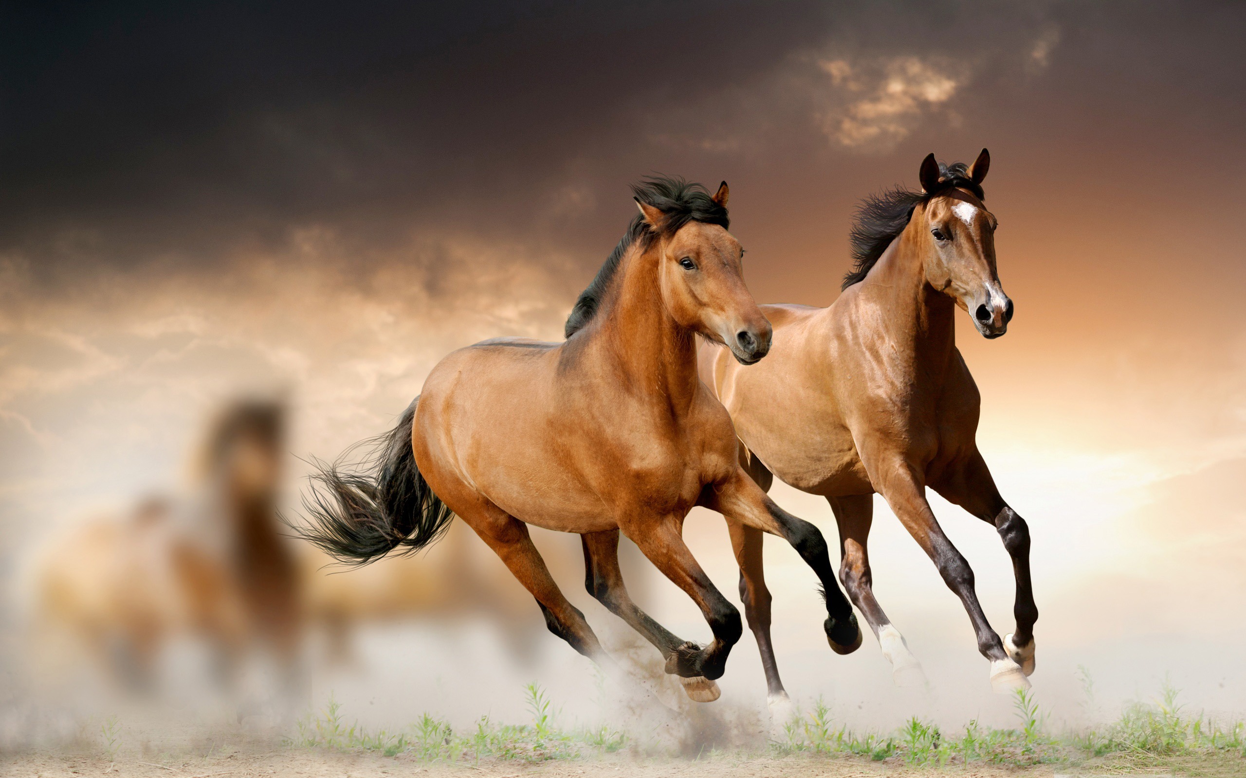 712354 descargar imagen animales, caballo, difuminado, correr: fondos de pantalla y protectores de pantalla gratis