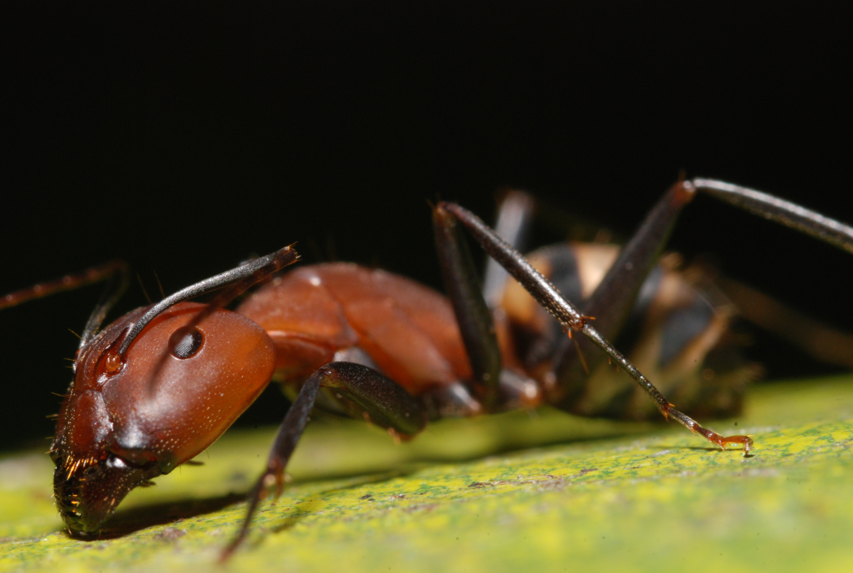 無料モバイル壁紙動物, 蟻をダウンロードします。