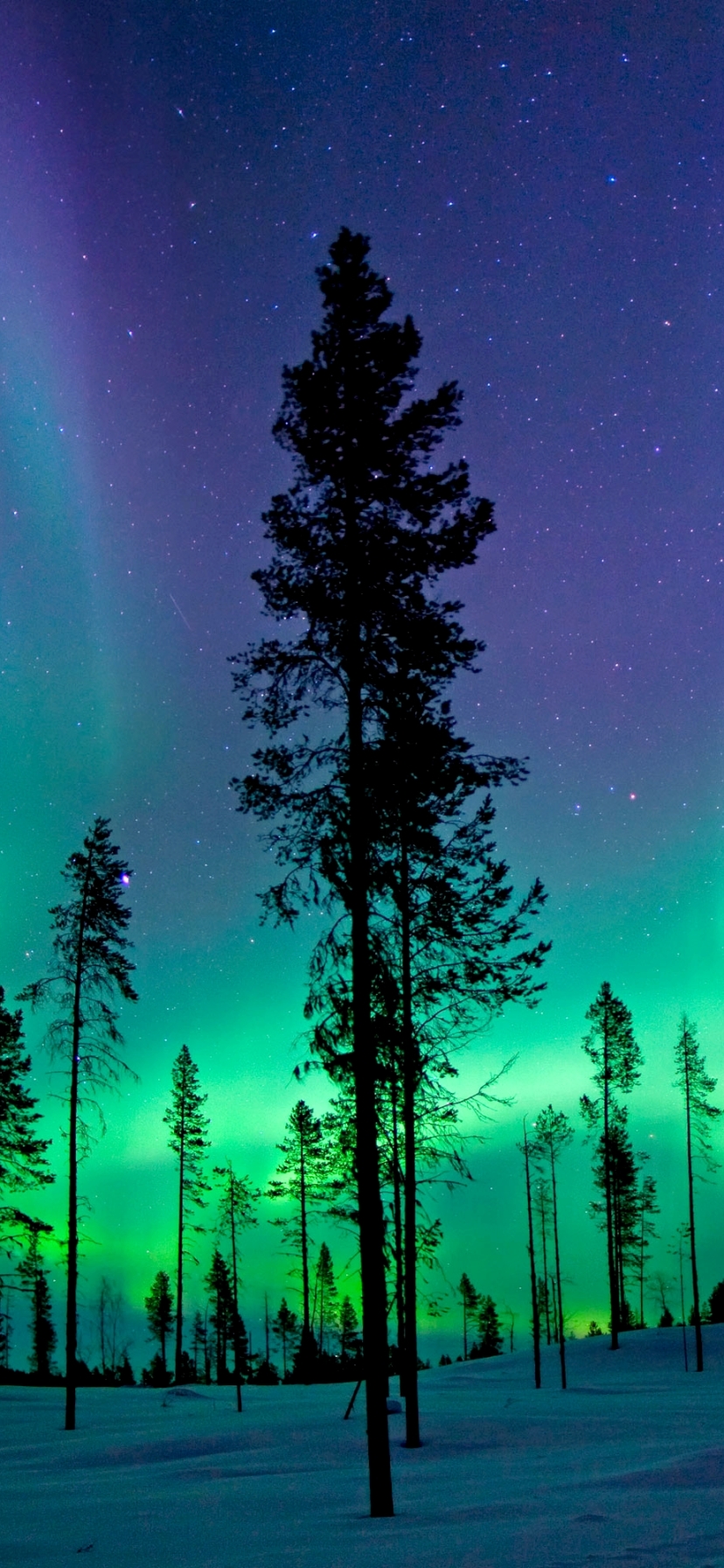 Download mobile wallpaper Winter, Sky, Snow, Tree, Earth, Aurora Borealis for free.