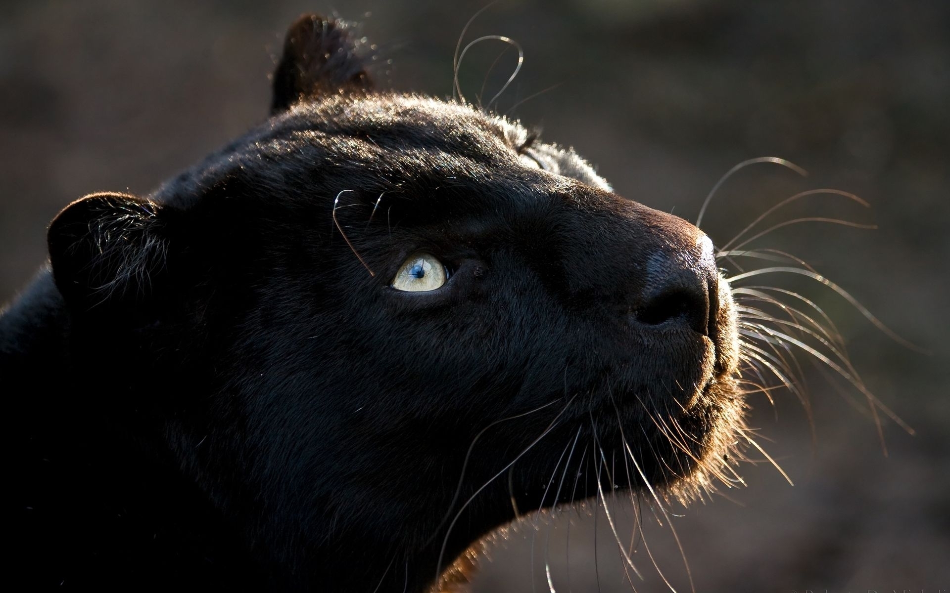Завантажити шпалери безкоштовно Тварина, Коти, Чорна Пантера картинка на робочий стіл ПК