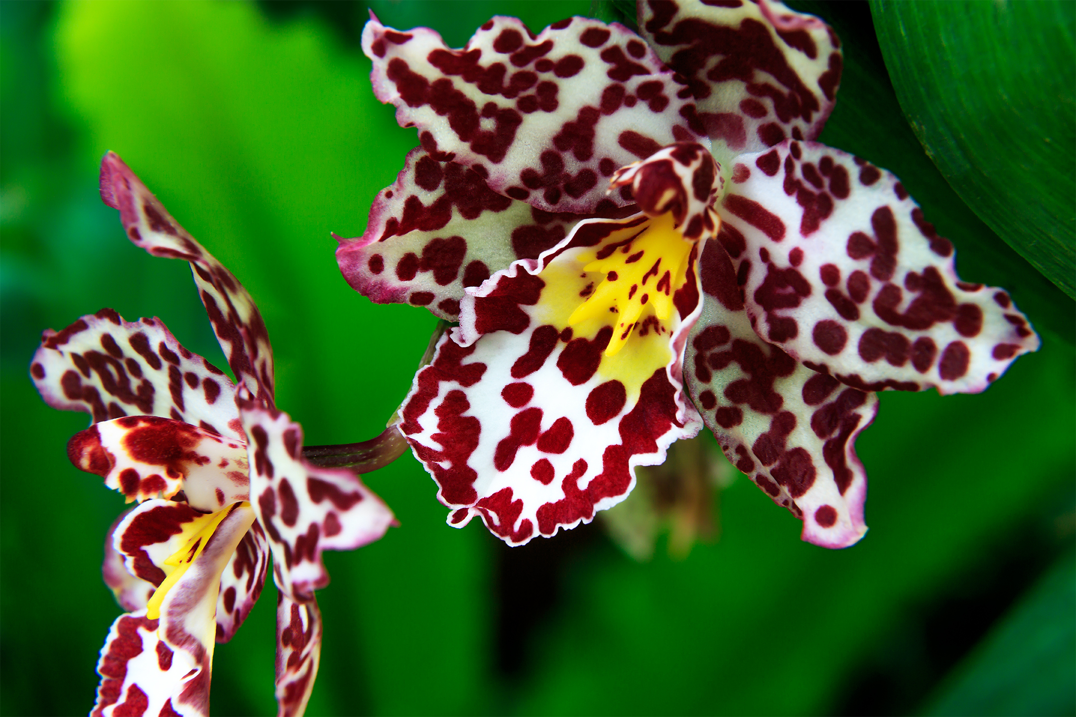 Descarga gratis la imagen Flores, Flor, Orquídea, Tierra/naturaleza, Macrofotografía en el escritorio de tu PC