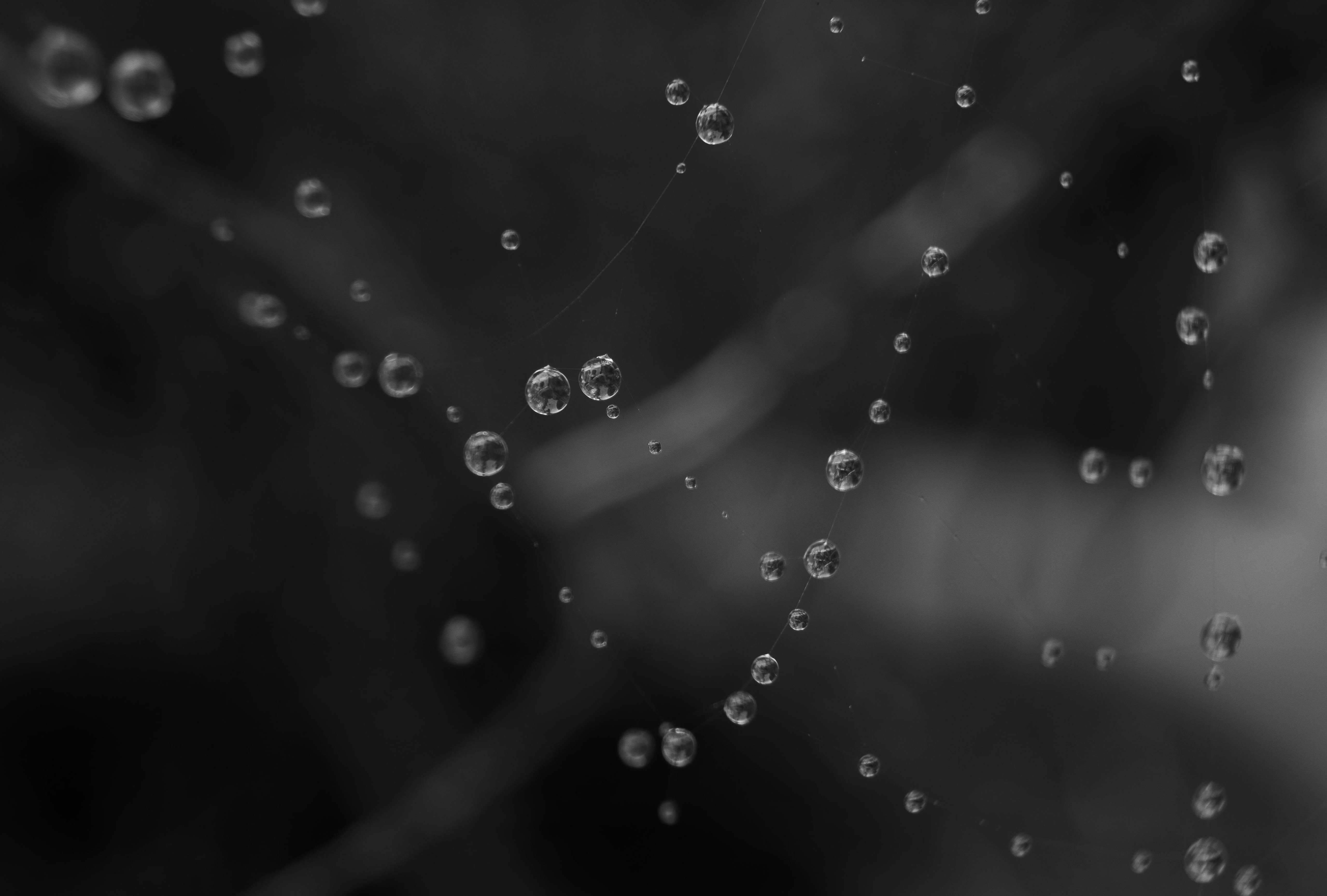 Download mobile wallpaper Water, Macro, Chb, Drops, Bw for free.