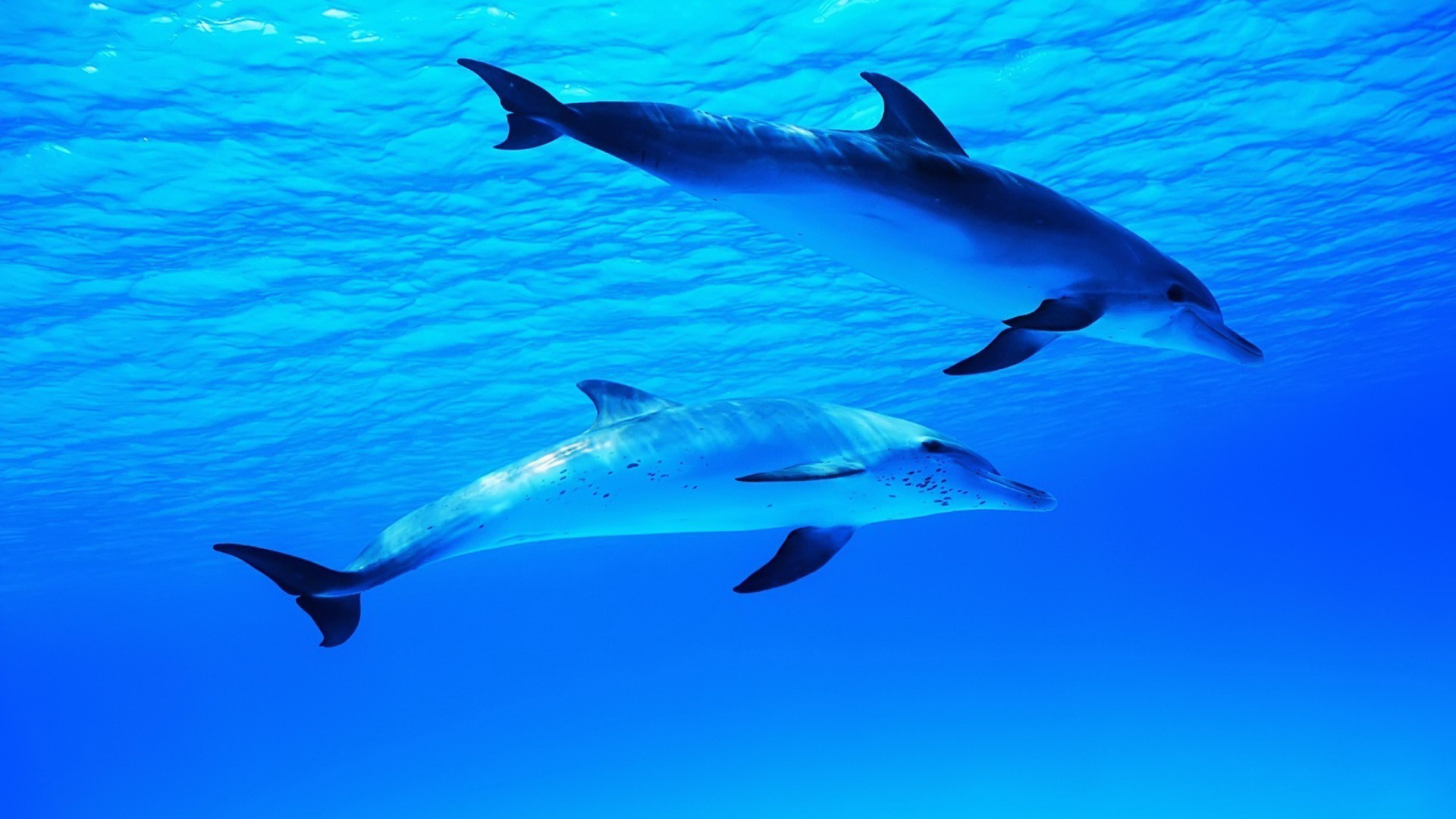 Laden Sie das Tiere, Delfin-Bild kostenlos auf Ihren PC-Desktop herunter