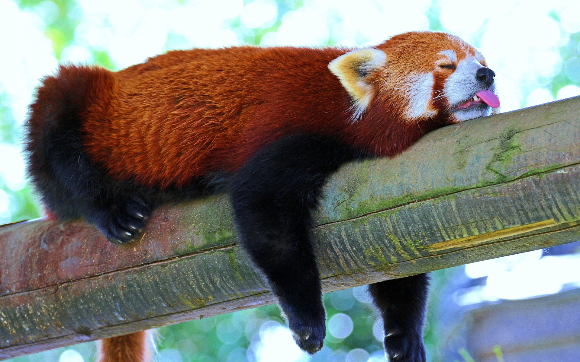 Téléchargez des papiers peints mobile Animaux, Panda Roux gratuitement.