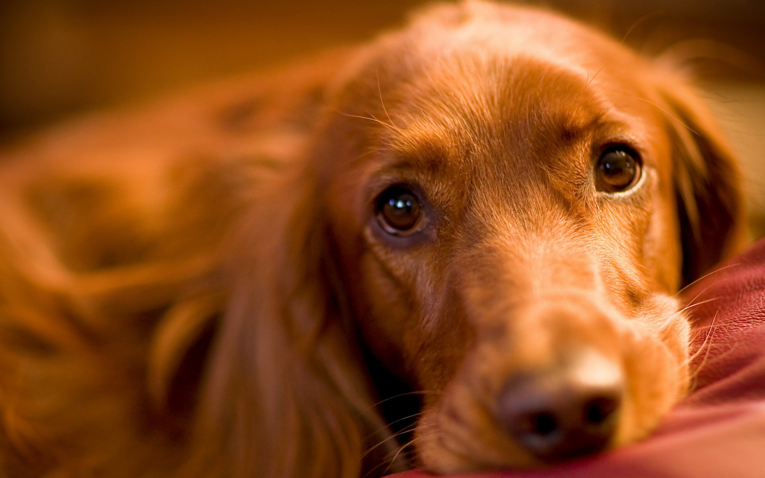 Baixar papel de parede para celular de Cães, Cão, Animais gratuito.