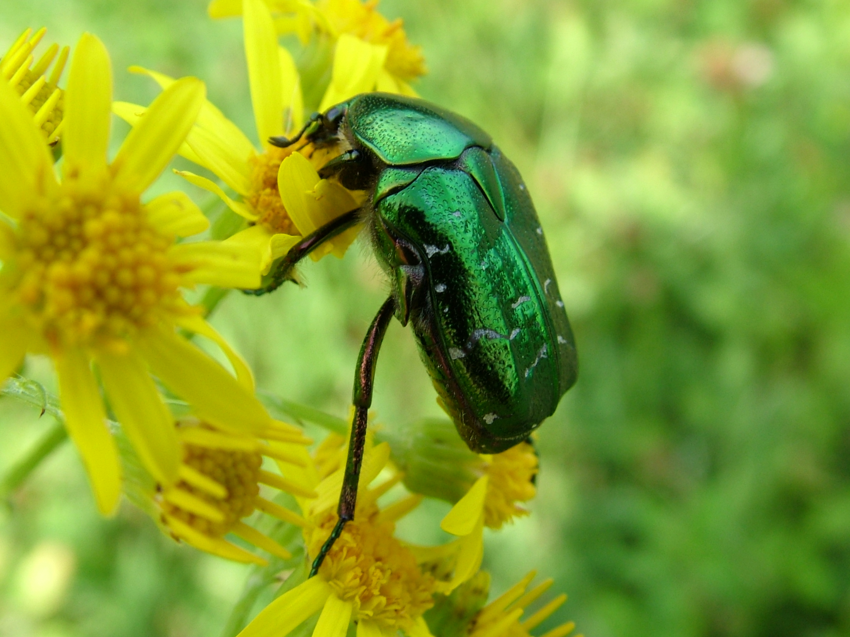 Téléchargez des papiers peints mobile Animaux, Insecte gratuitement.