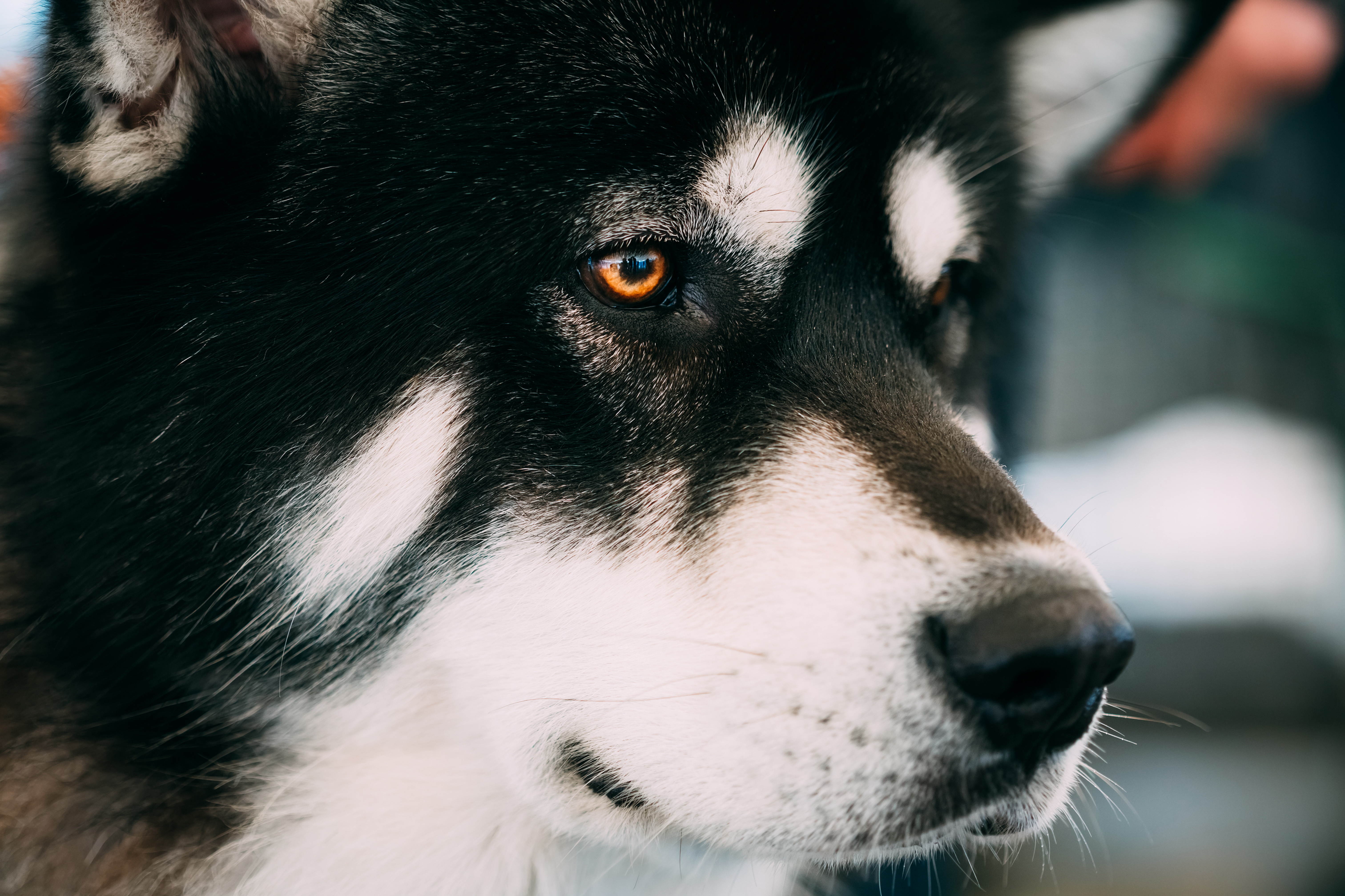 Free download wallpaper Dogs, Animal, Husky on your PC desktop