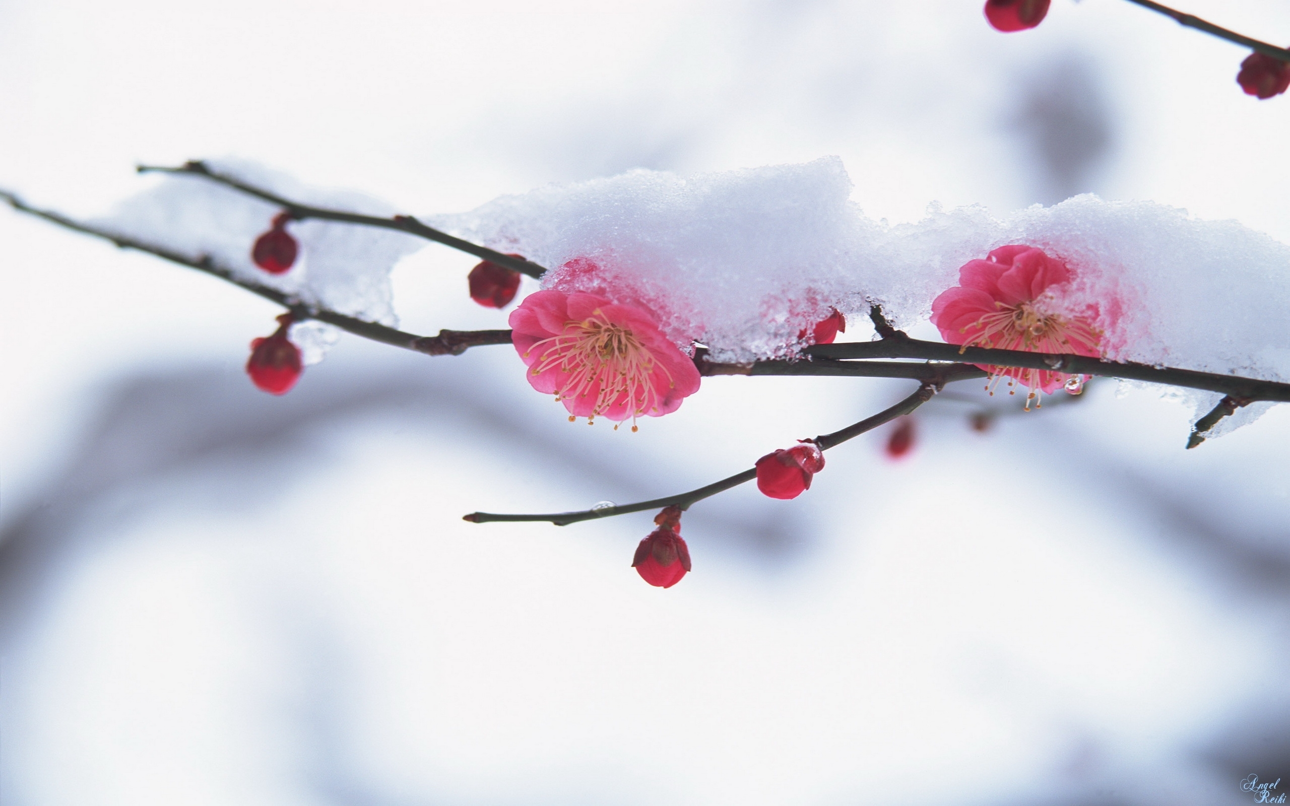 PCデスクトップに植物, 冬, 雪, フラワーズ画像を無料でダウンロード