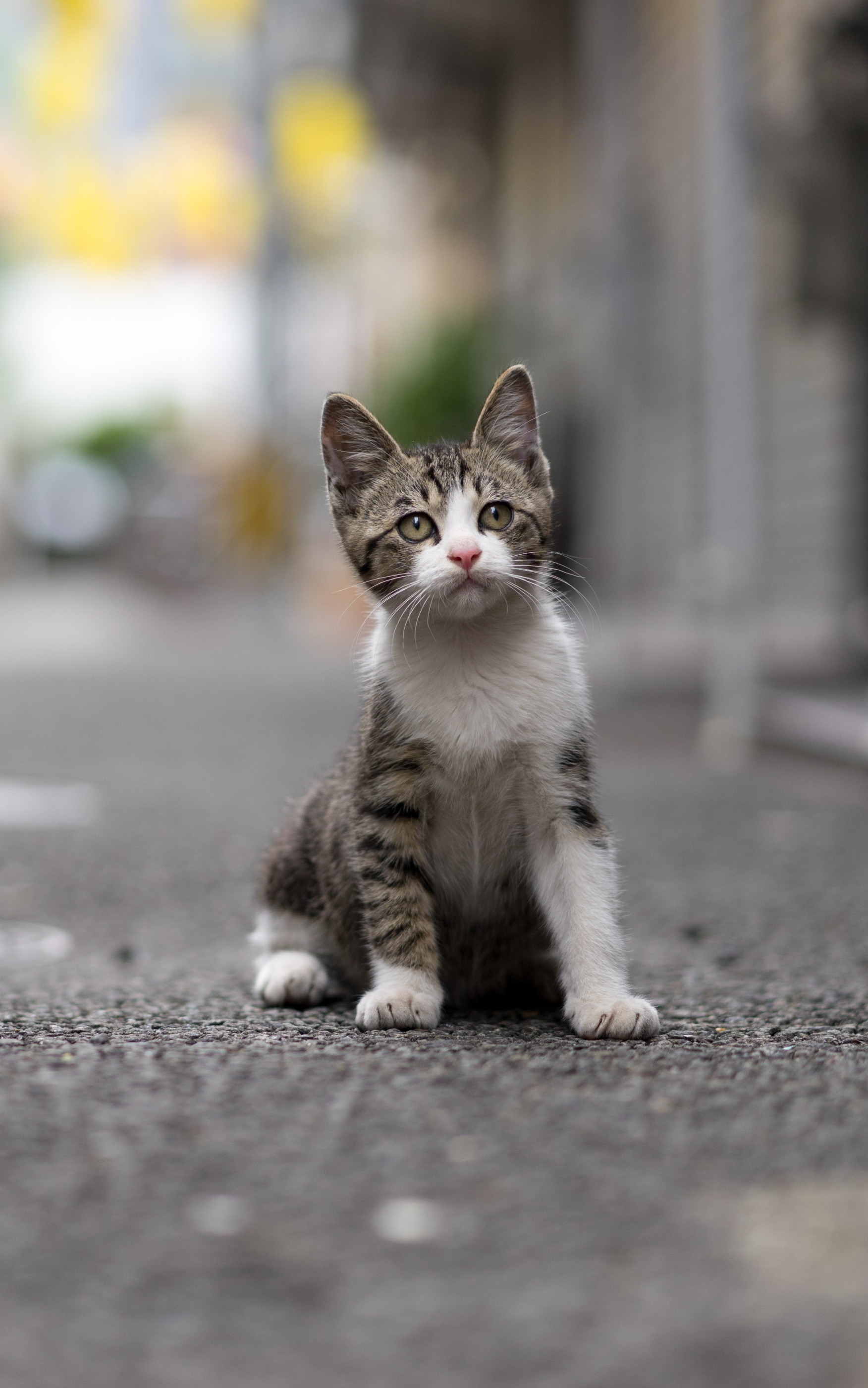 Download mobile wallpaper Cats, Cat, Kitten, Animal, Baby Animal, Depth Of Field for free.