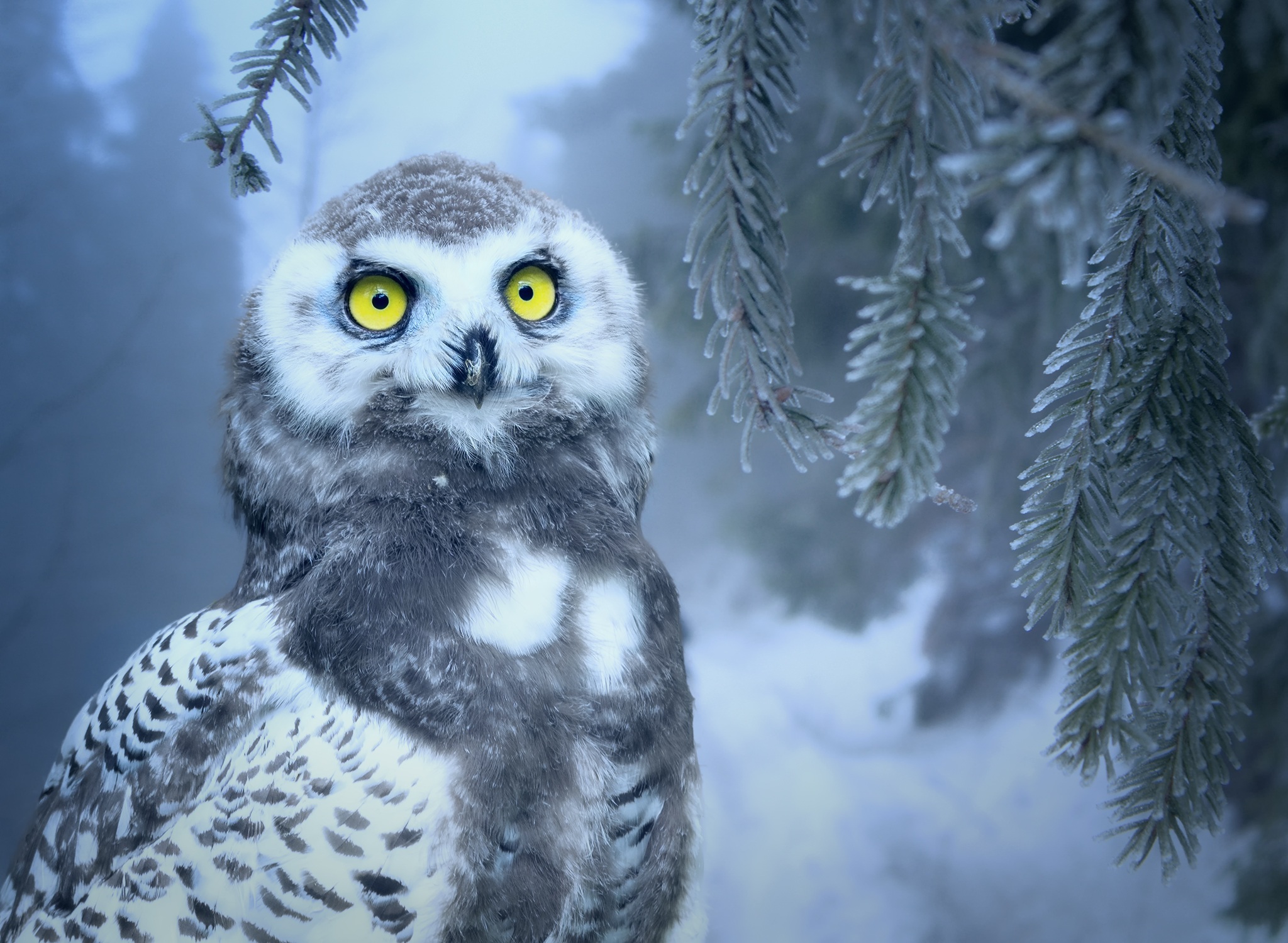Free download wallpaper Birds, Bird, Animal, Yellow Eyes, Snowy Owl, Baby Animal on your PC desktop