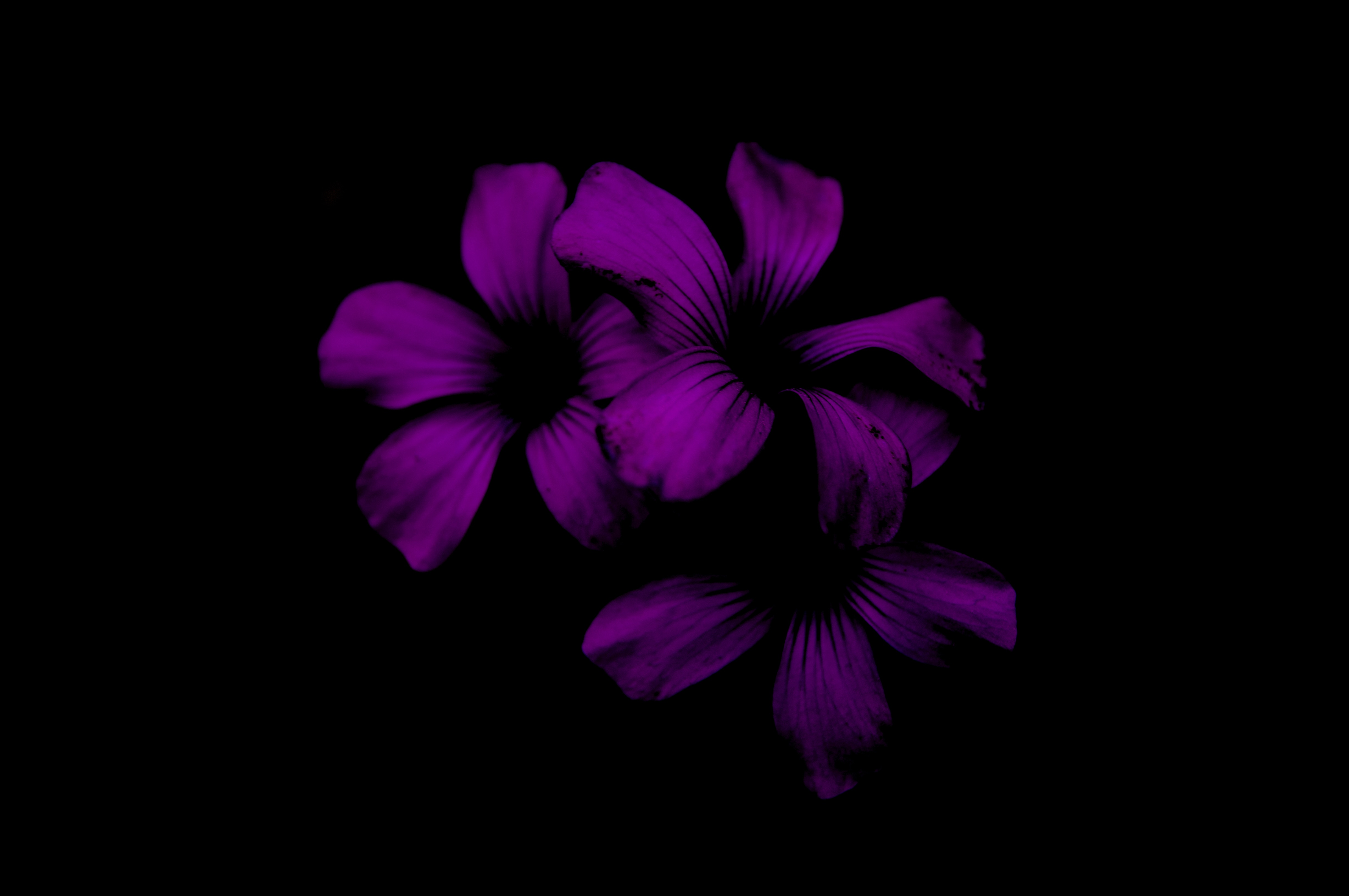 Download mobile wallpaper Lilac, Flower, Night, Violet, Dark, Purple for free.