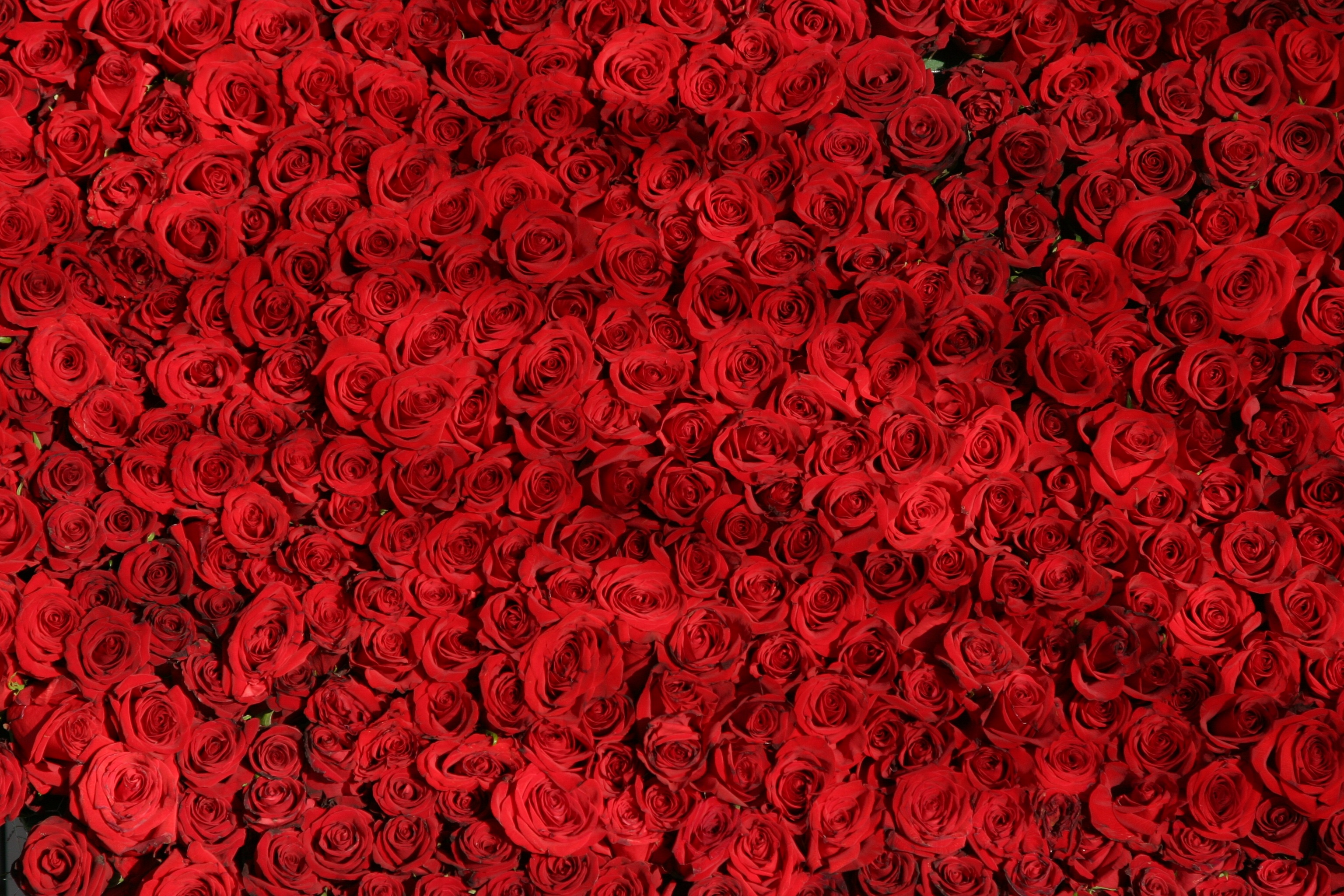 Скачать картинку Красный, Много, Цветы, Поверхность, Розы в телефон бесплатно.