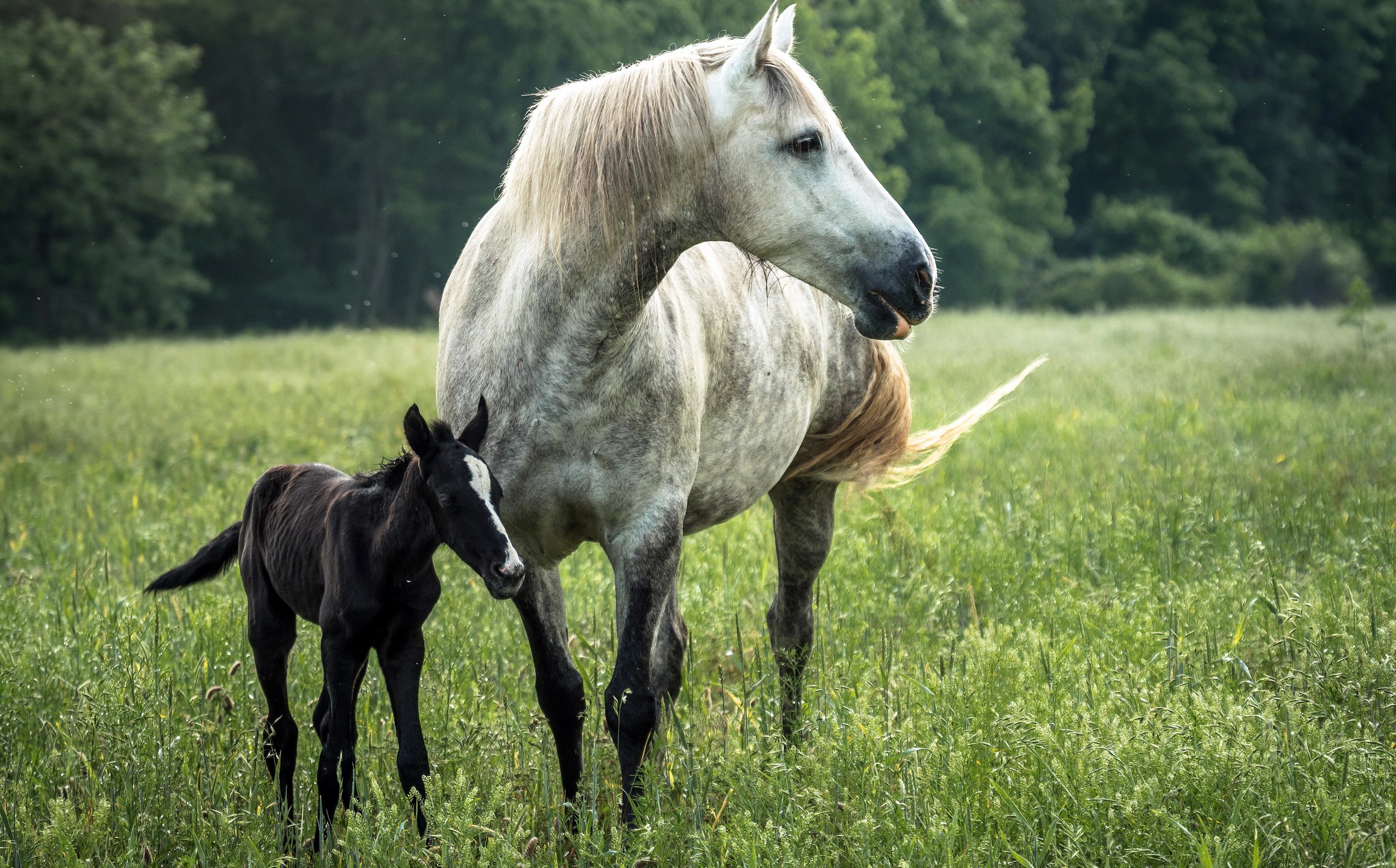 animal, horse, baby animal, foal