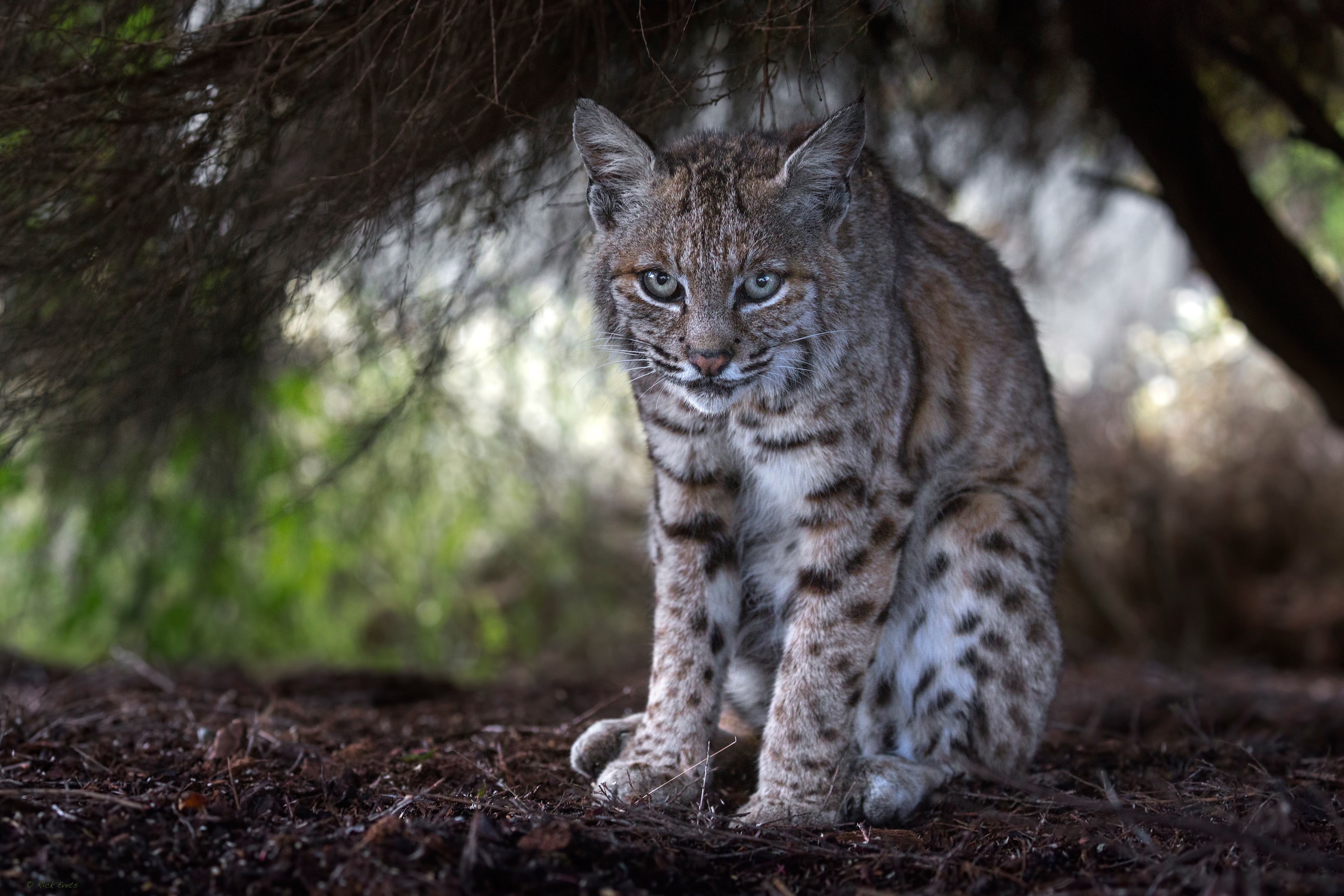 Téléchargez des papiers peints mobile Animaux, Chats, Lynx gratuitement.