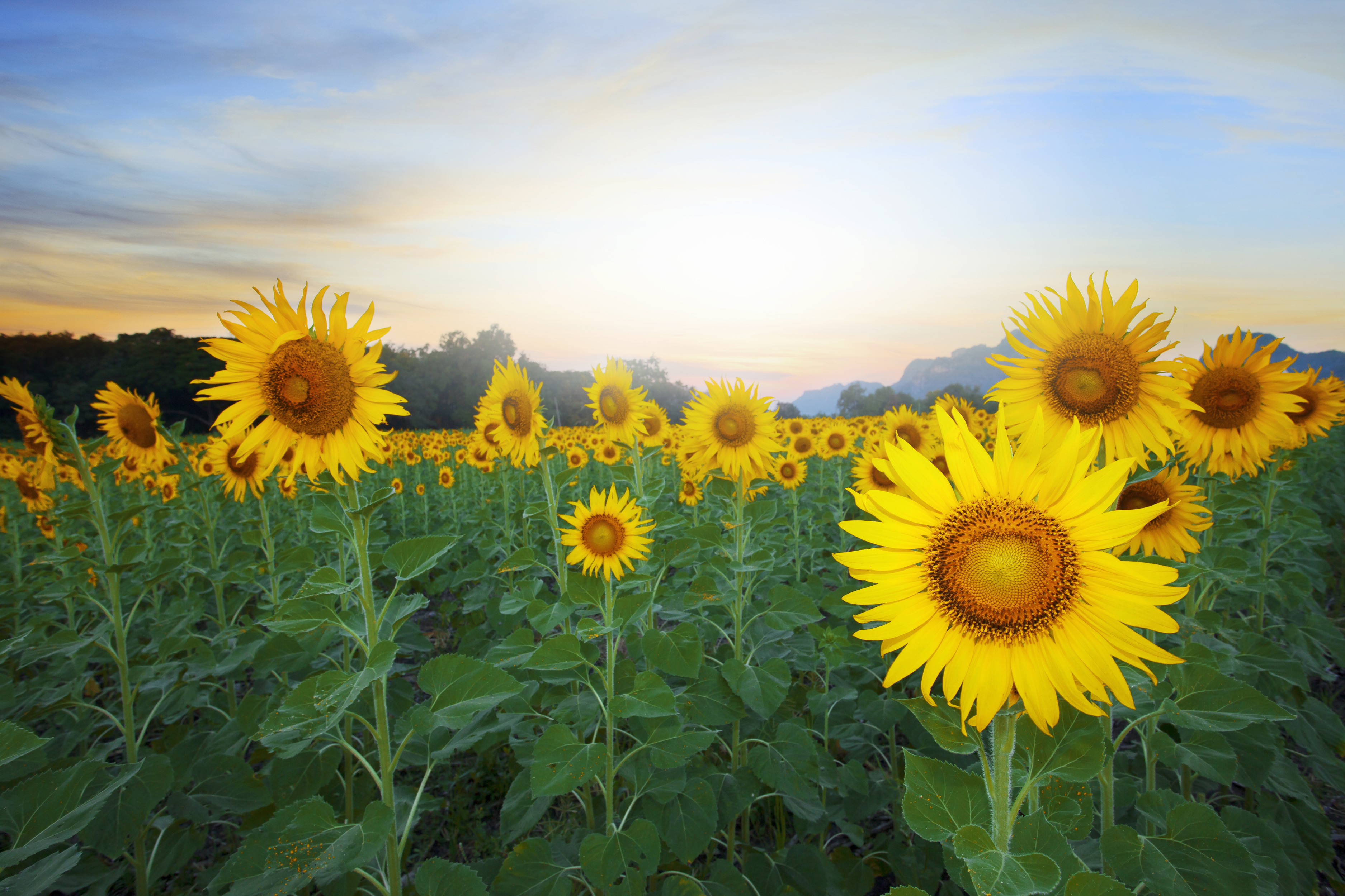 Free download wallpaper Nature, Flowers, Sky, Summer, Flower, Earth, Sunflower, Yellow Flower on your PC desktop