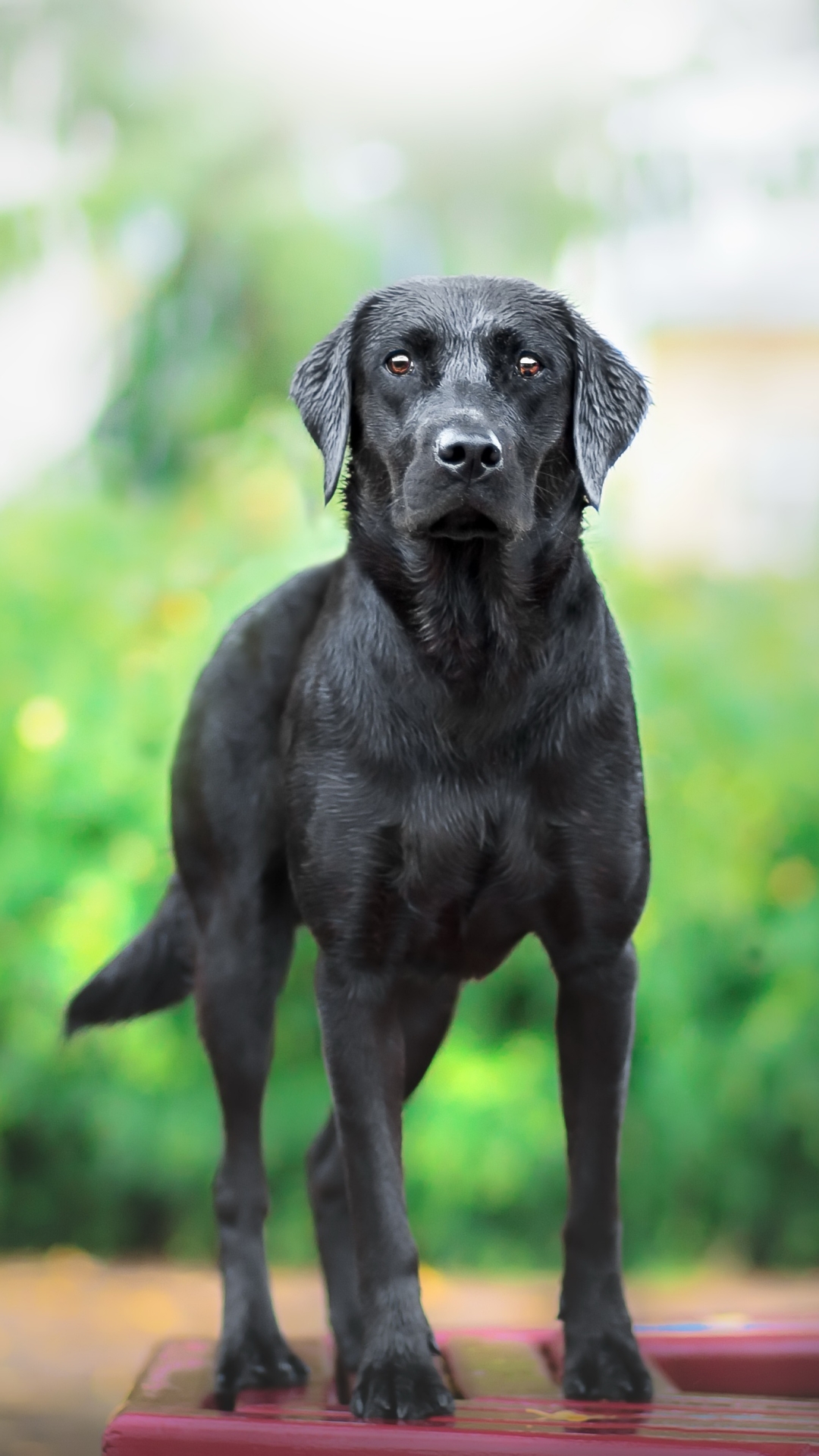 Download mobile wallpaper Dogs, Dog, Animal, Labrador, Stare, Depth Of Field for free.