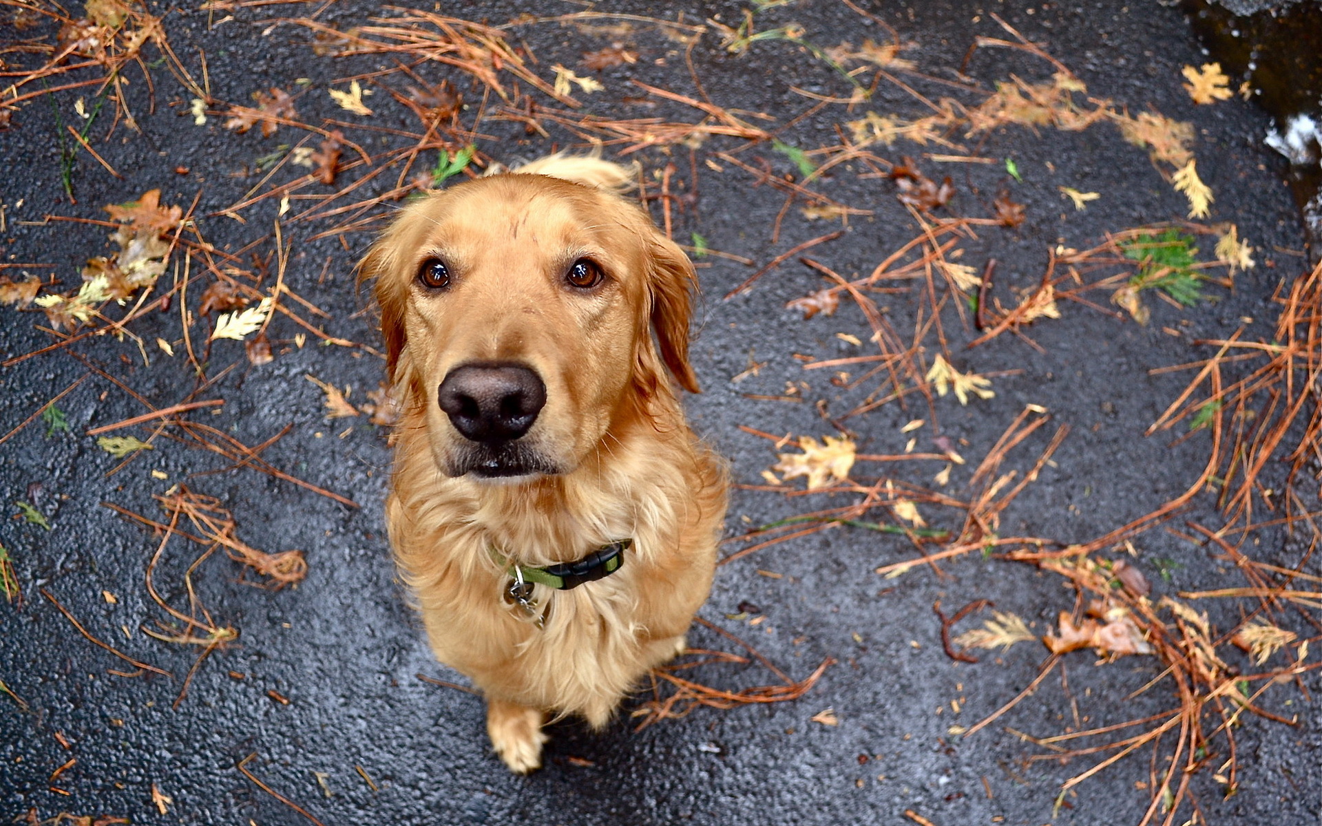 Baixar papel de parede para celular de Cães, Cão, Animais gratuito.