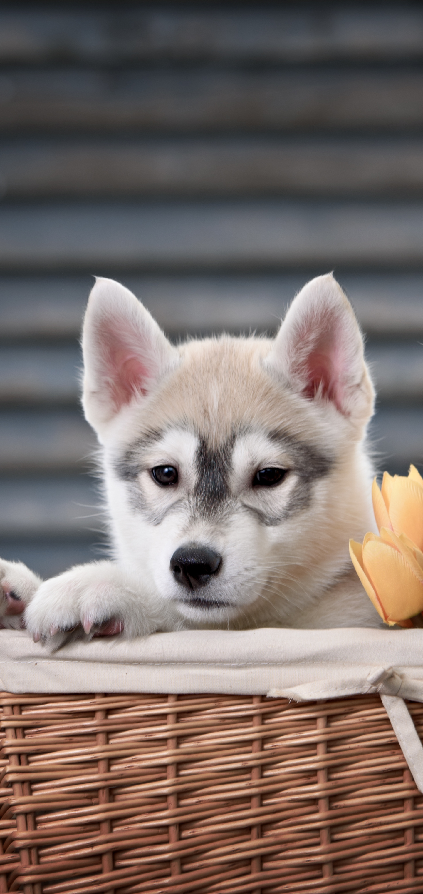 Laden Sie das Tiere, Hunde, Hund, Süß, Welpen, Korb, Heiser, Schlittenhund-Bild kostenlos auf Ihren PC-Desktop herunter