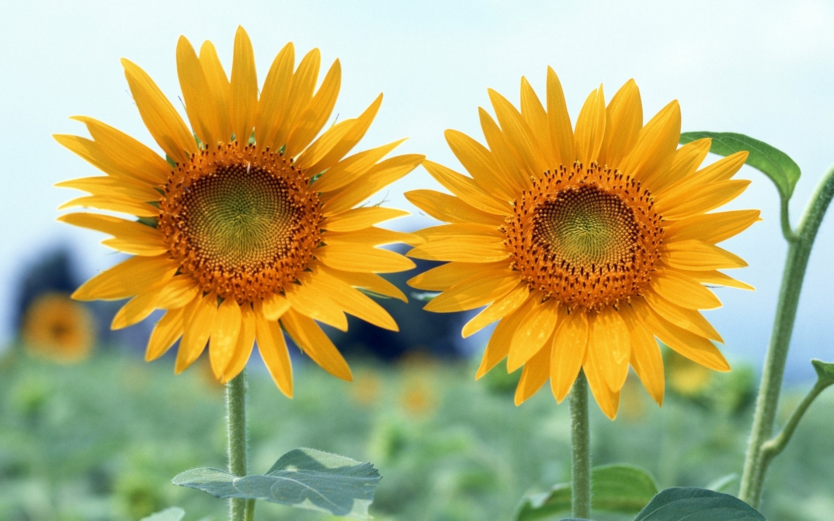 Desktop FHD plants, sunflowers