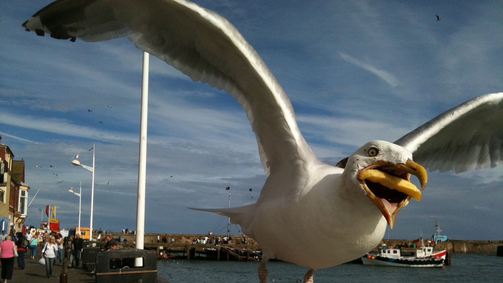 Free download wallpaper Birds, Animal, Seagull on your PC desktop