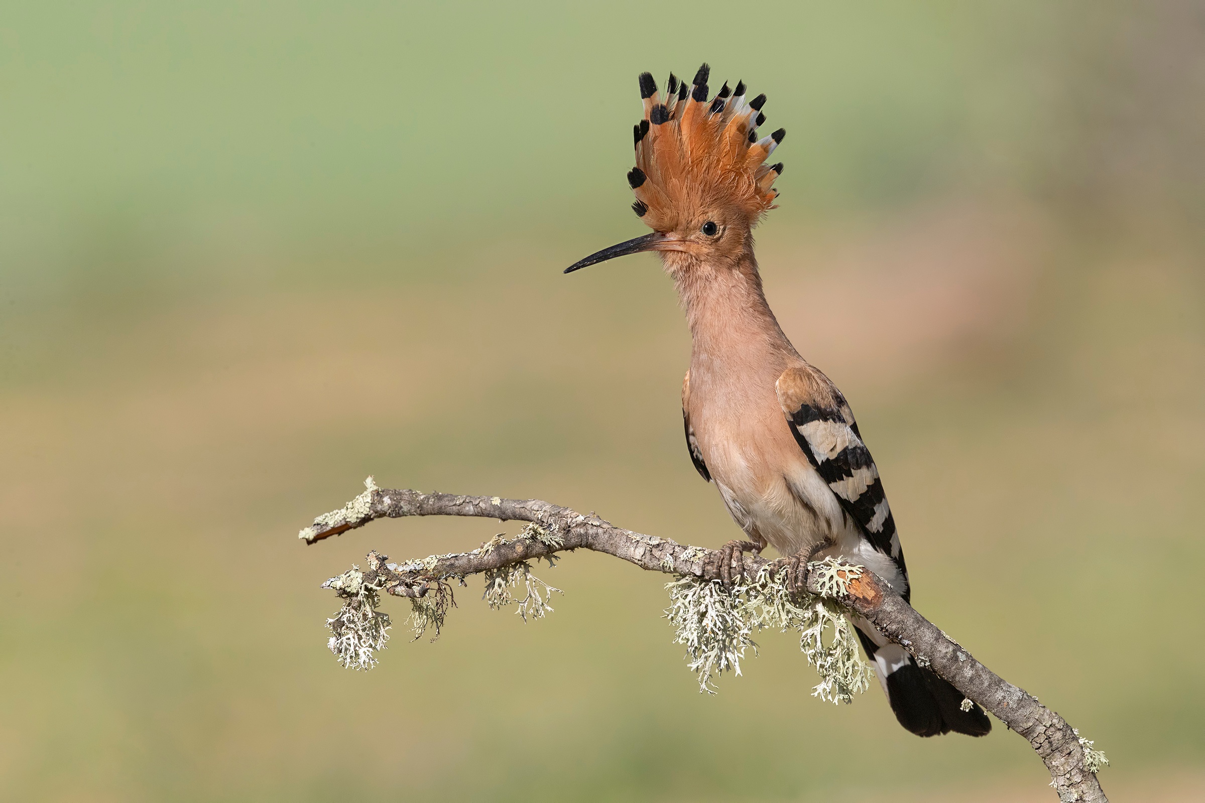Download mobile wallpaper Birds, Bird, Animal, Hoopoe for free.